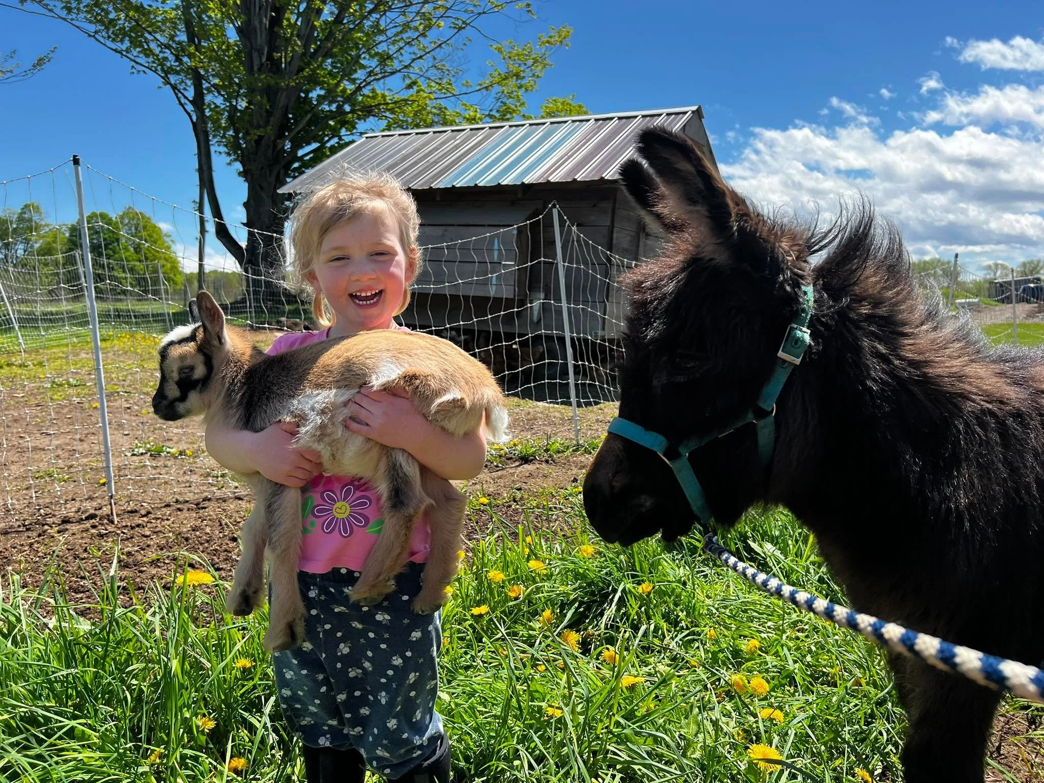 Life is growing around here at Little Oxen Farm, and these are the moments I wish I could bottle up forever.

If you&rsquo;ve been following along with our farm journey, we&rsquo;d love for you to check out everything we offer at Little Oxen Farm! We