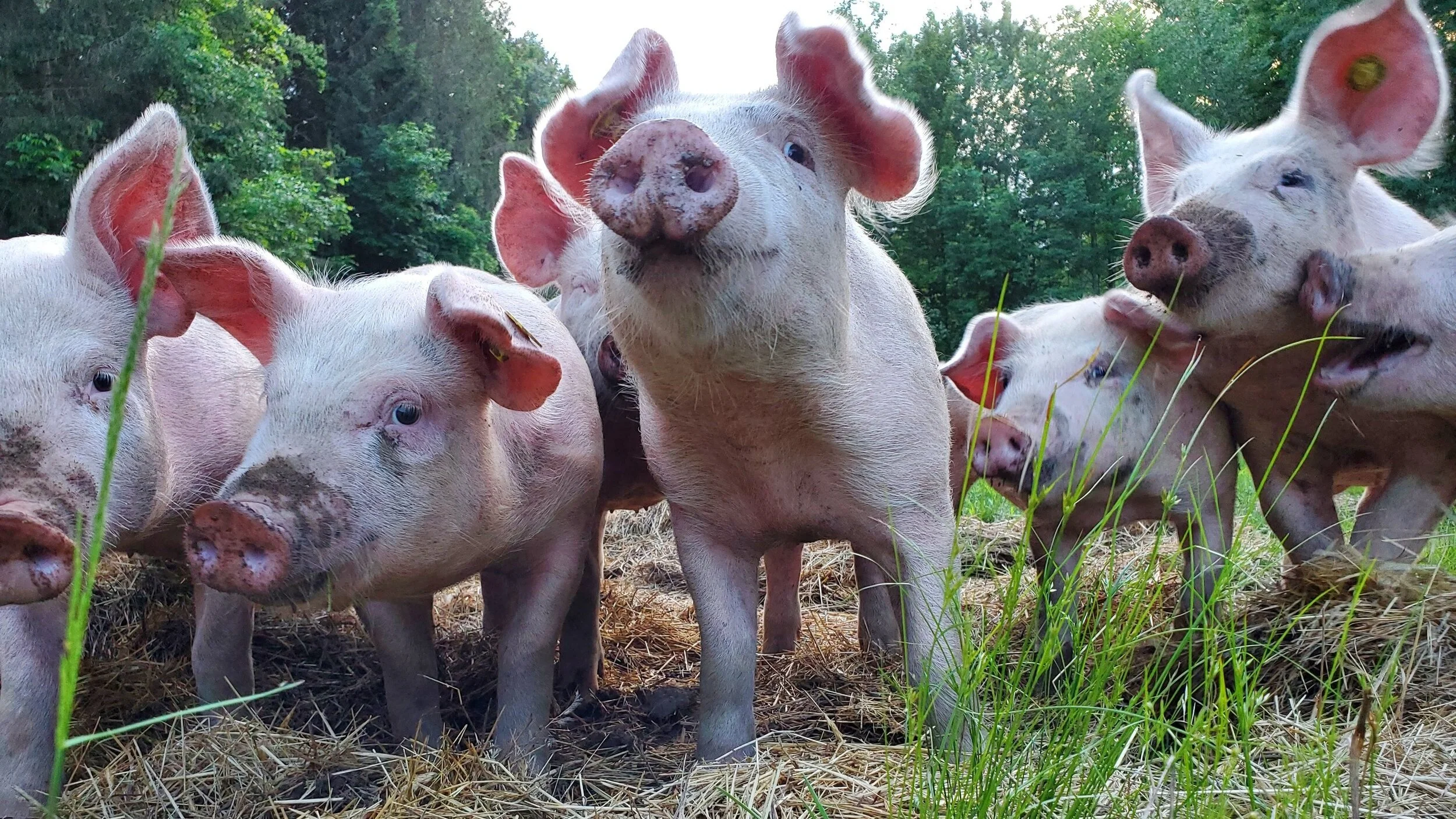 Pastured Raised Pigs Pork
