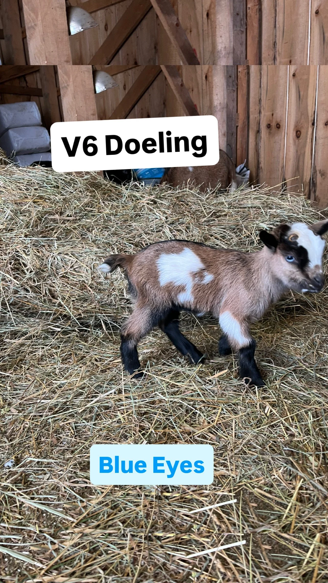V6 Doeling: $450 RESERVED