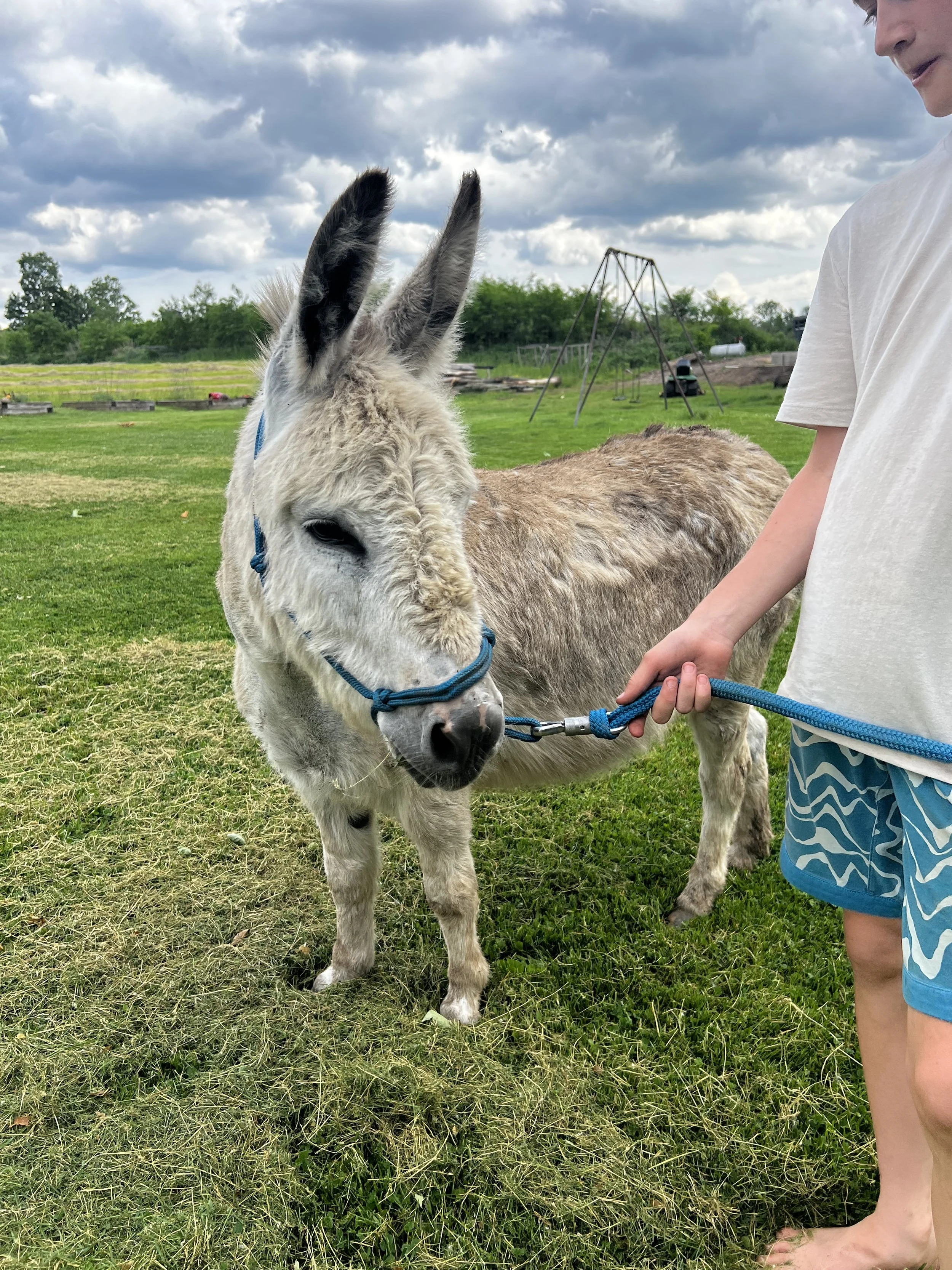 A young boy in a white t-shirt and patterned shorts holding a blue leash attached to a donkey with gray and white fur and large ears, standing on green grass in an outdoor park with trees and cloudy sky in the background.