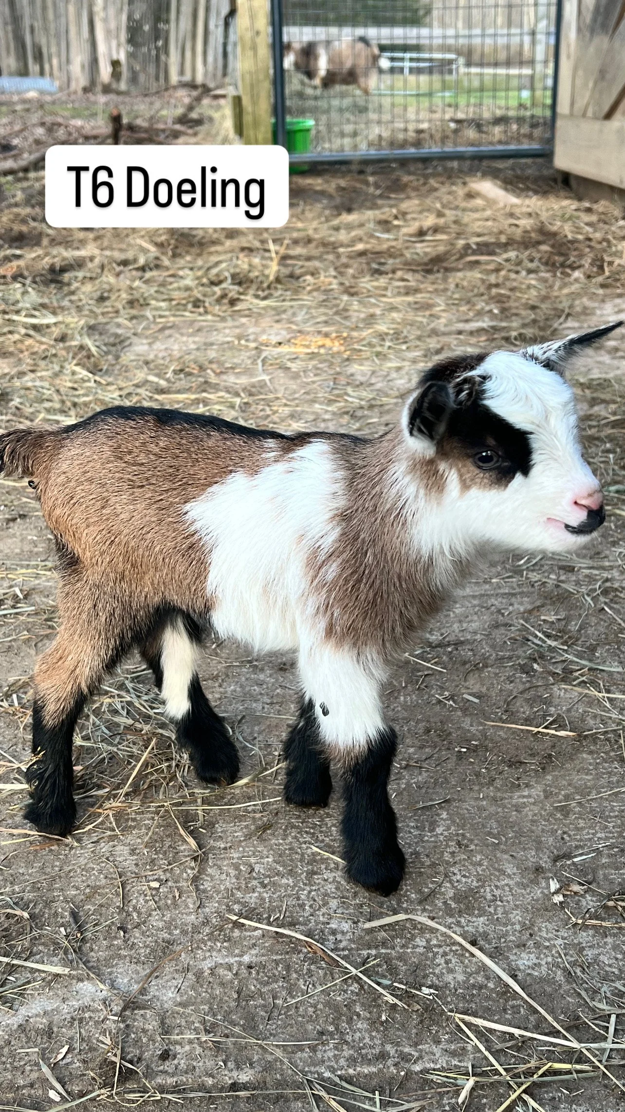 T6 Doeling: RESERVED