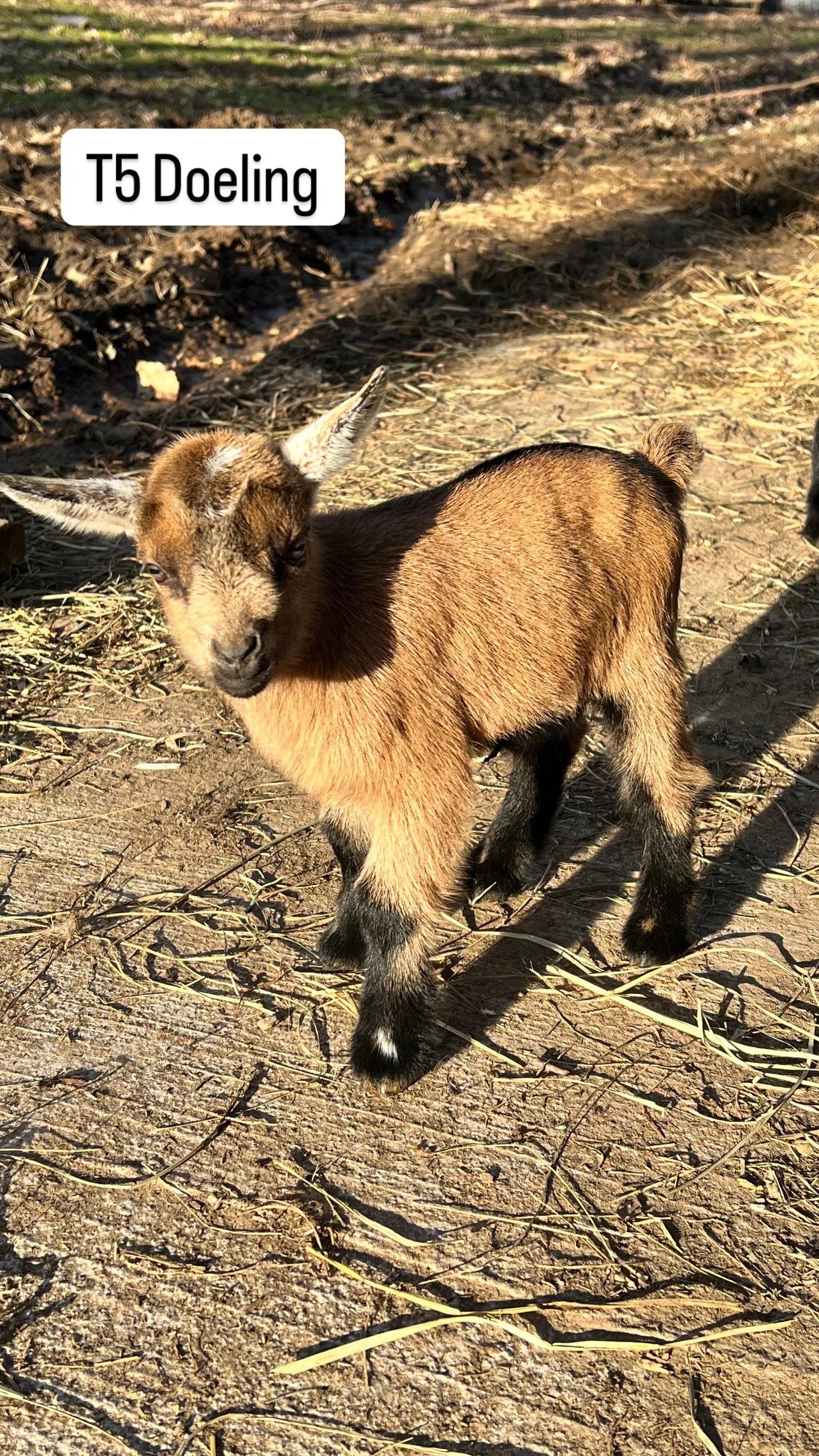 T5 Doeling: RESERVED