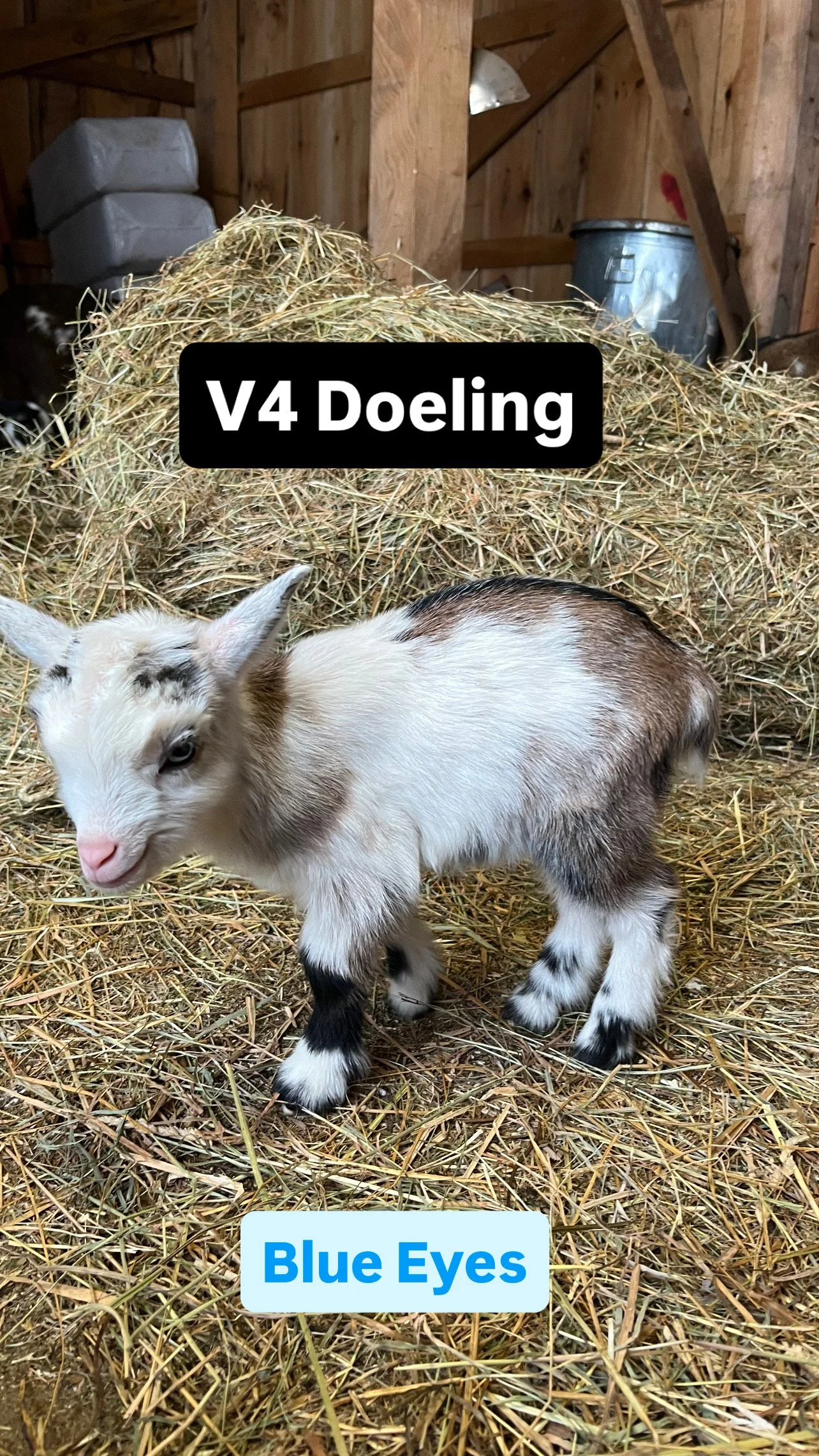 V4 Doeling: $450 RESERVED