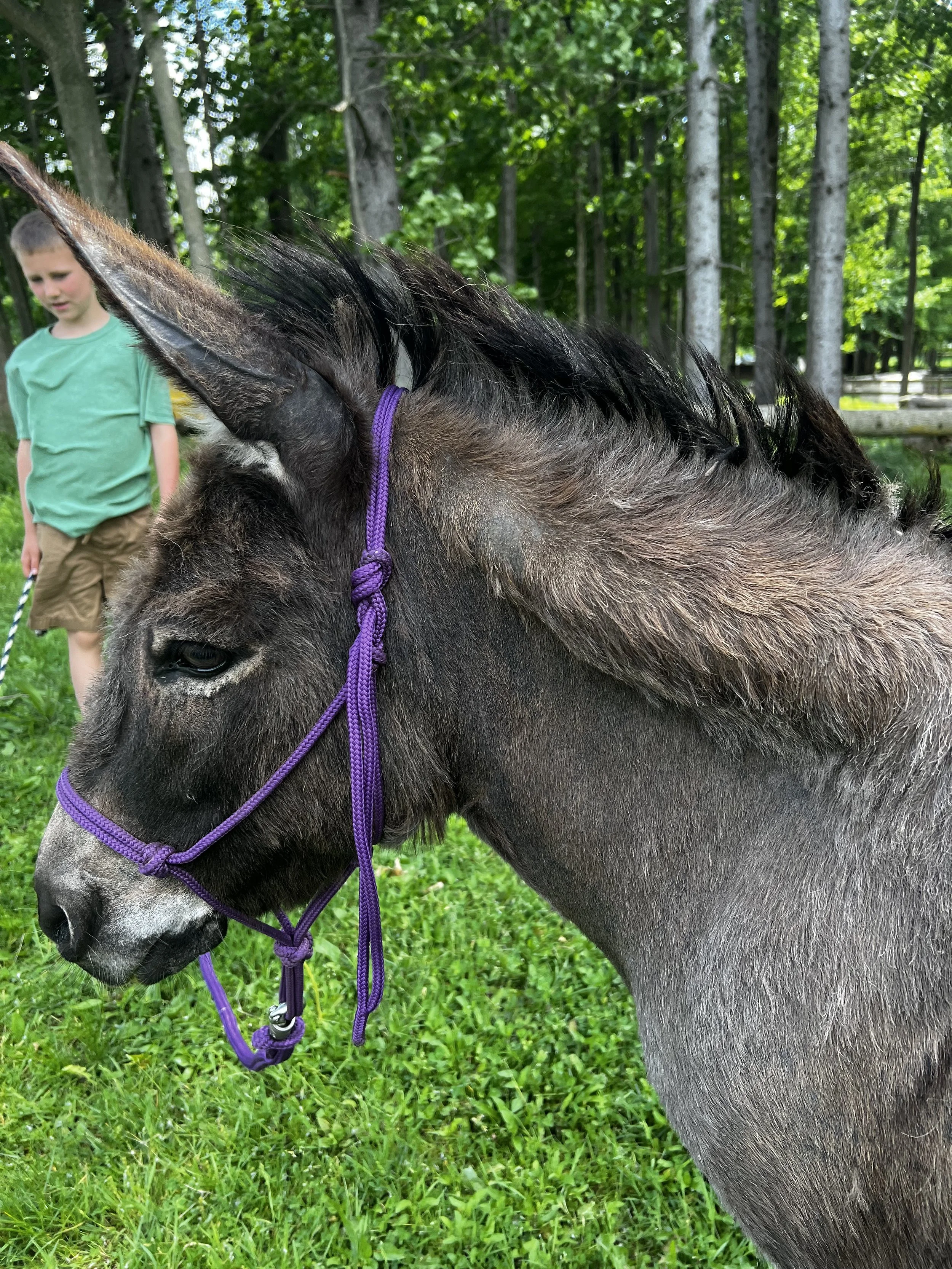 Close-up of a gray donkey with a purple halter, standing on green grass in a wooded area, with a young girl in a green shirt and tan shorts in the background.