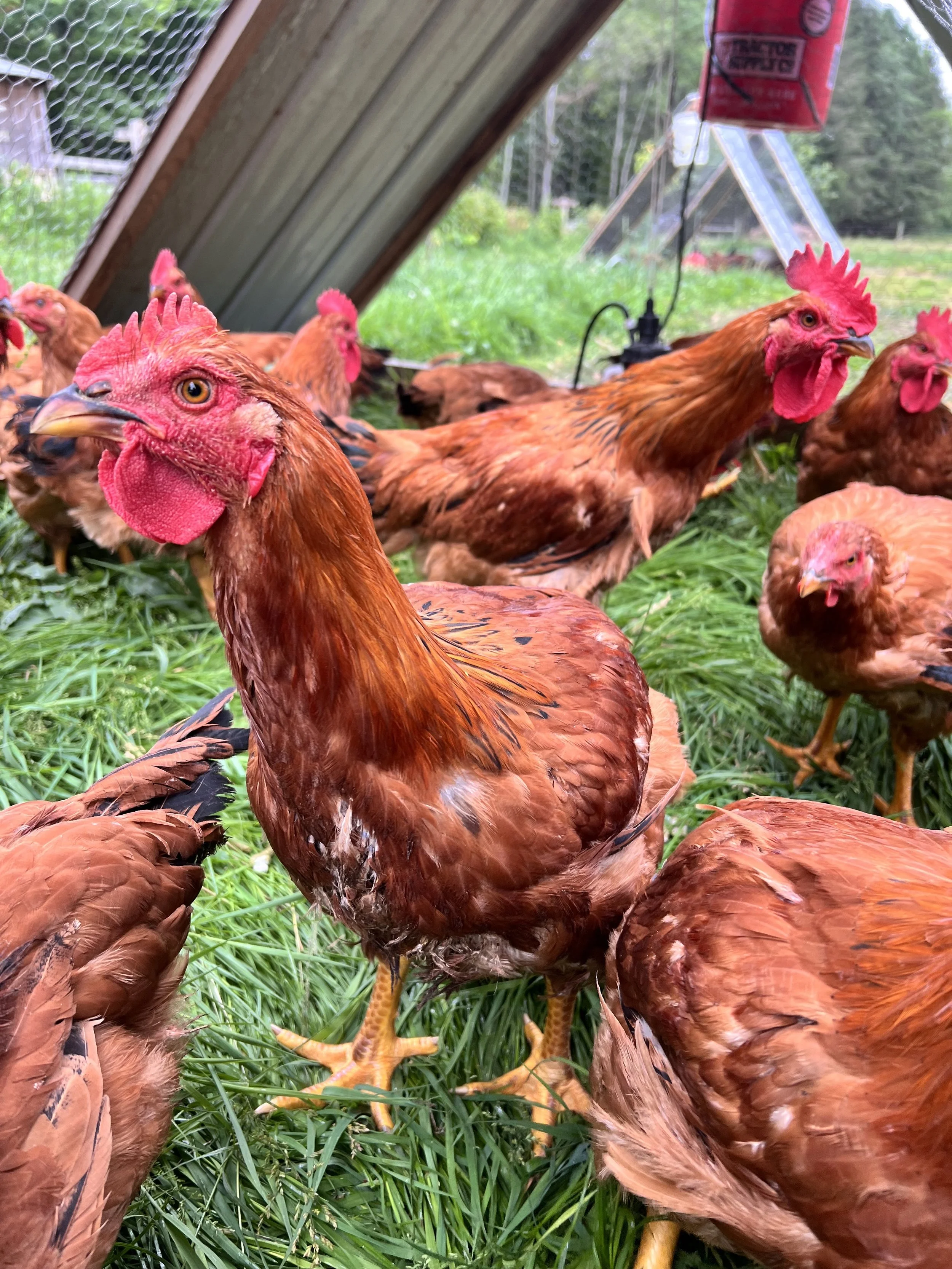 Pasture Raised Chicken