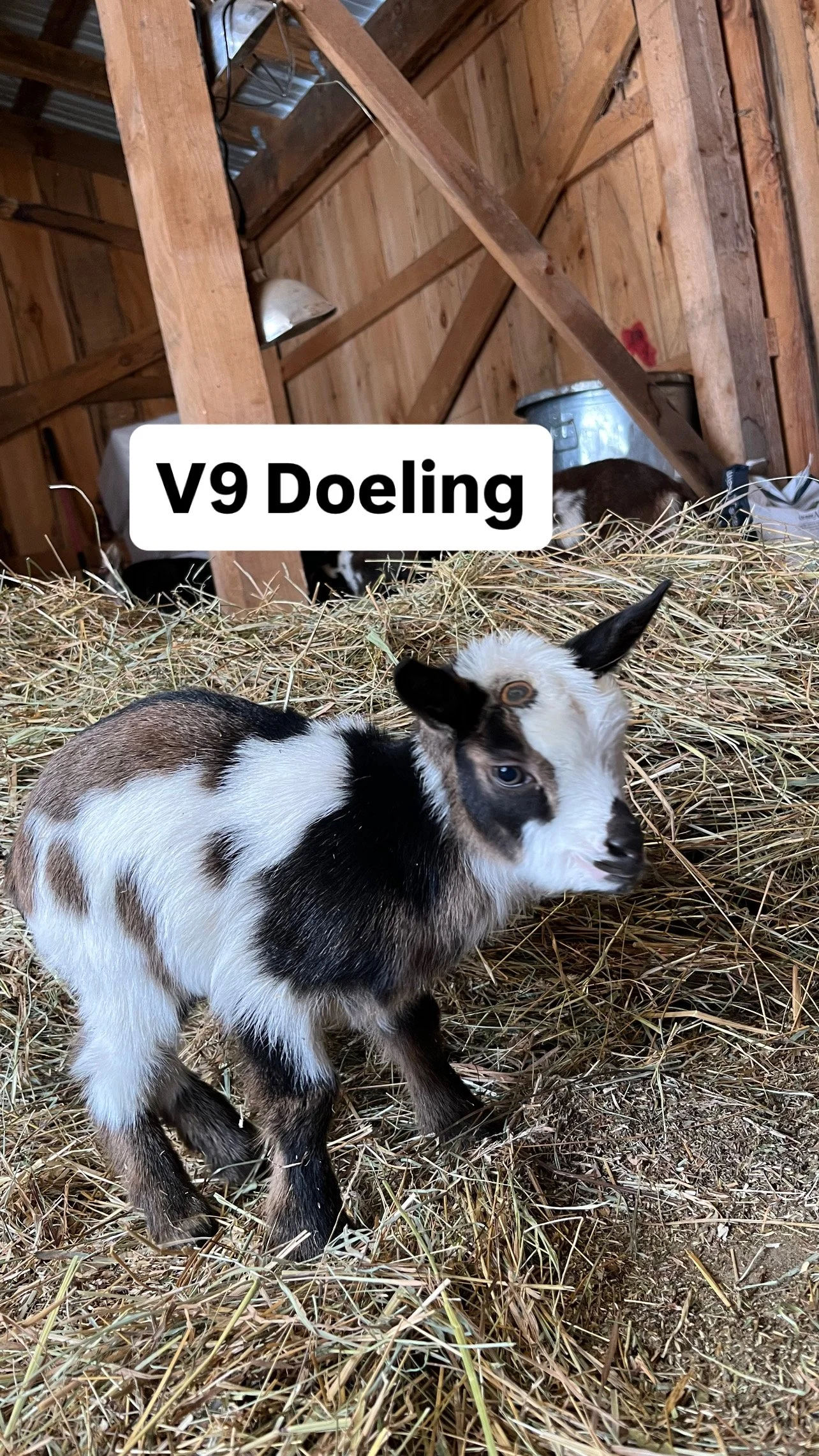 V9 Doeling: $400 RESERVED