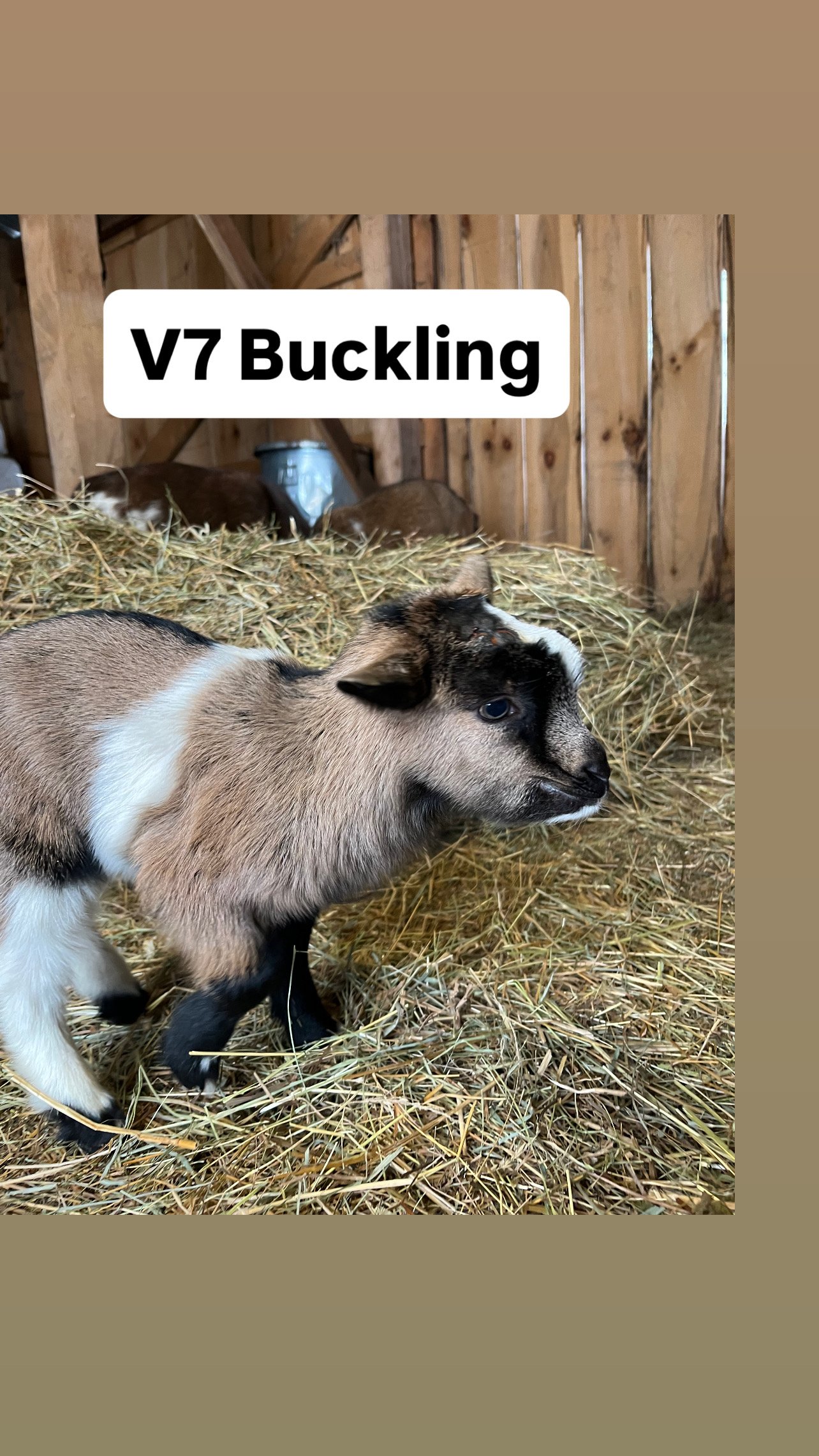V7 Buckling: $400