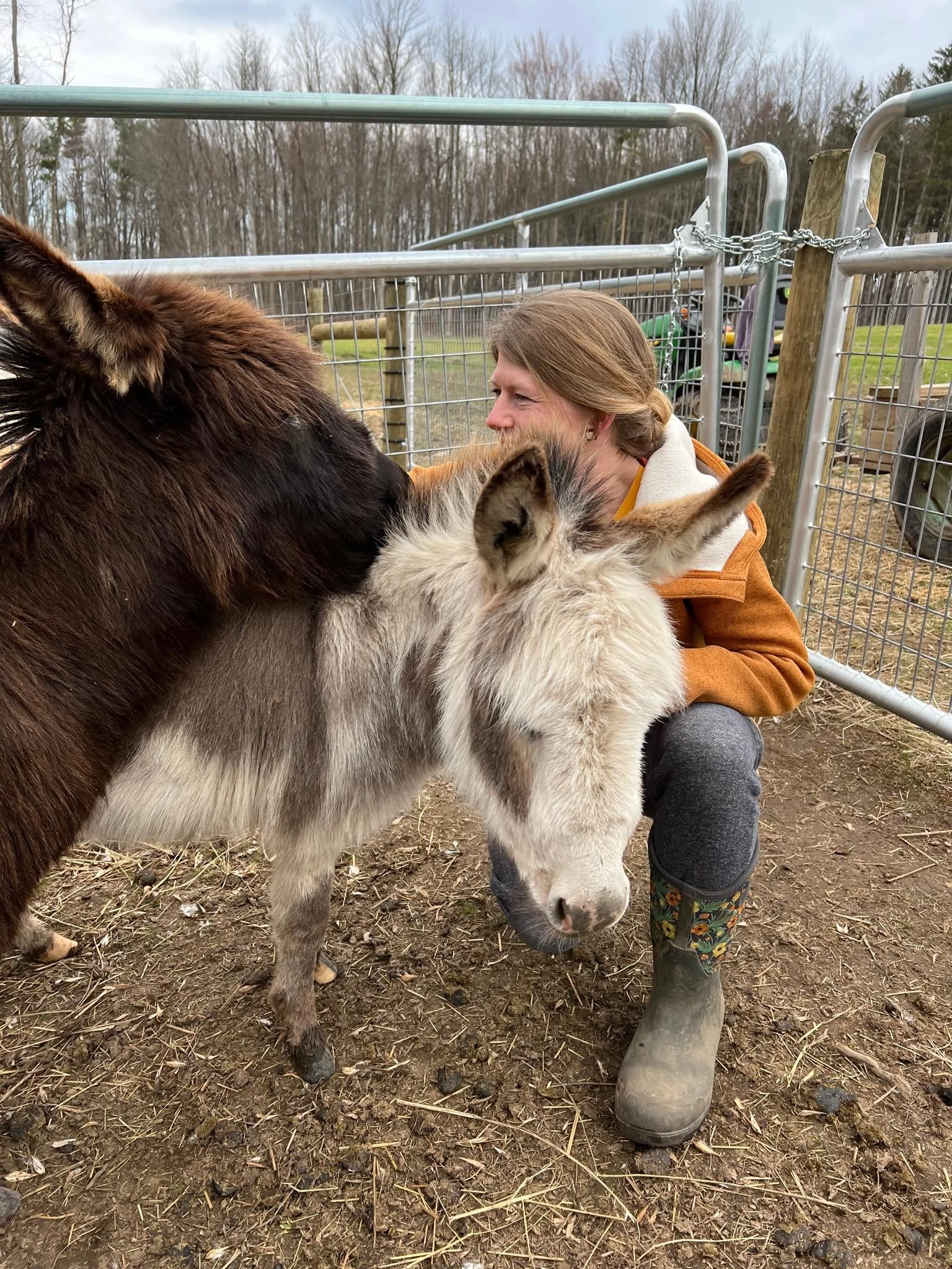 Mini Donkey