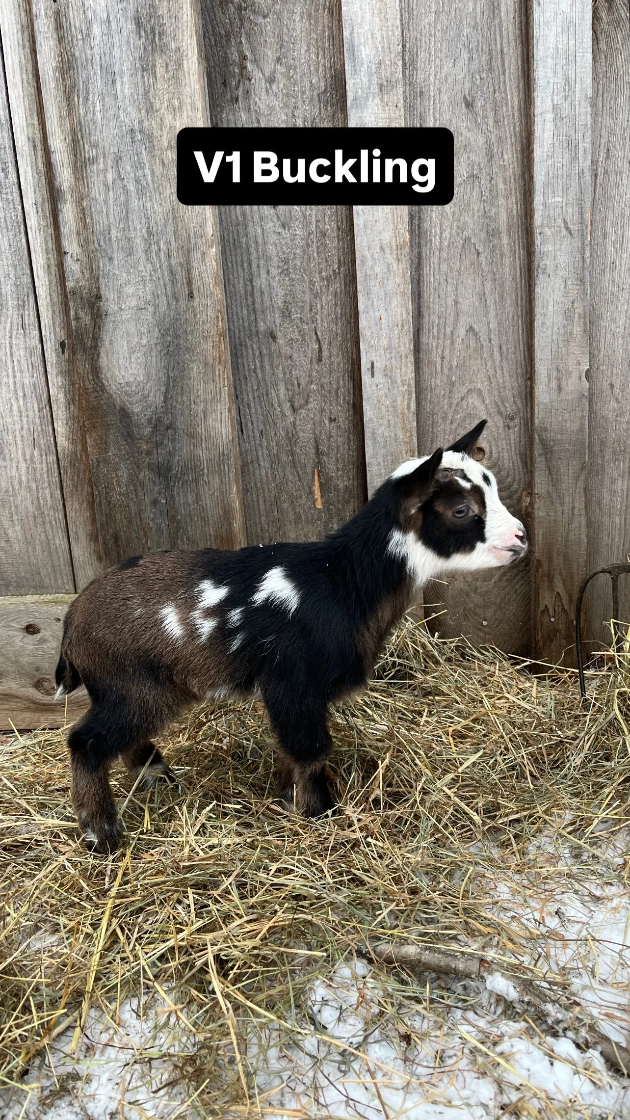 V1 Bucklinga: $400 RESERVED