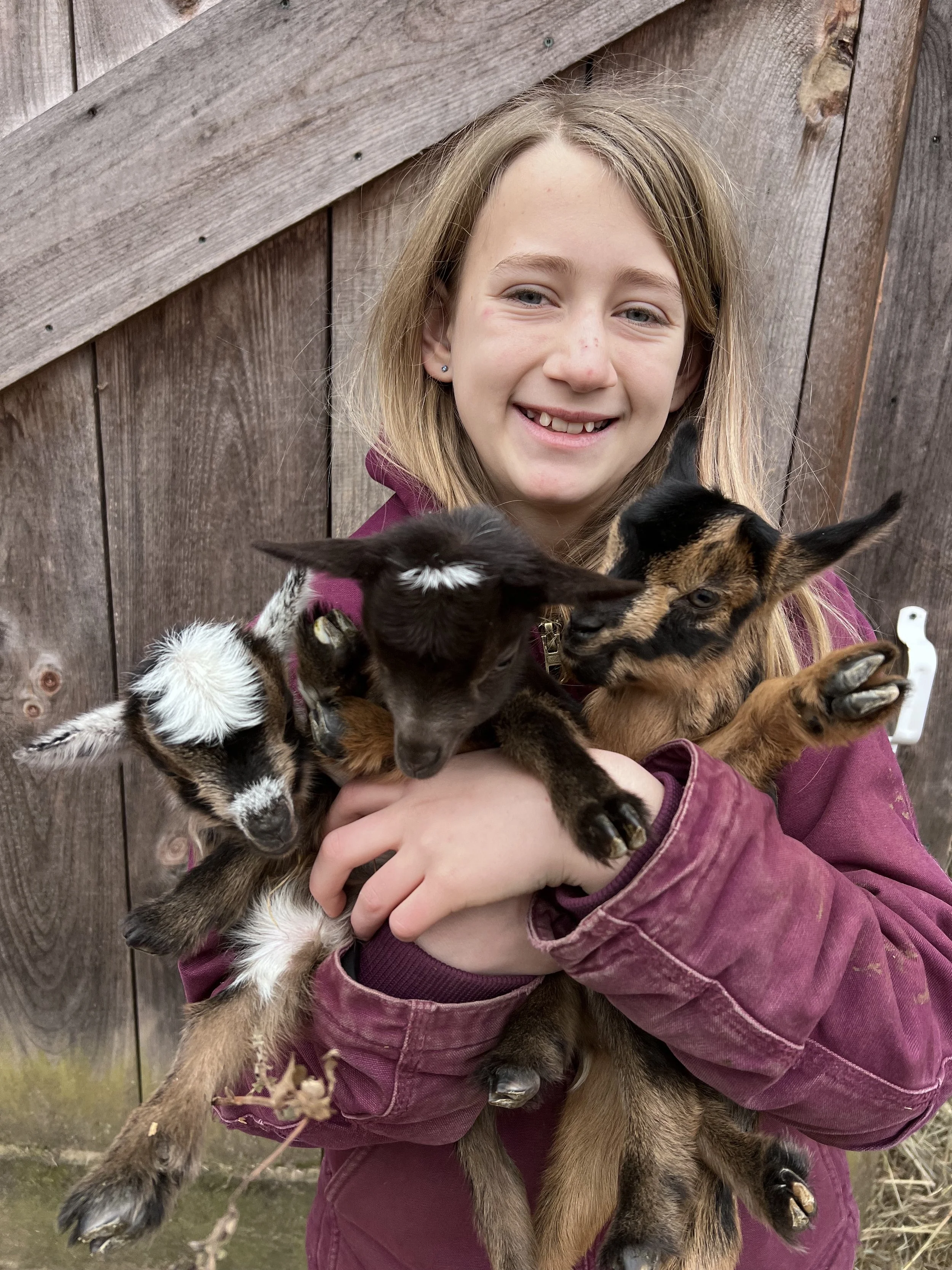 Nigerian Dwarf Goats