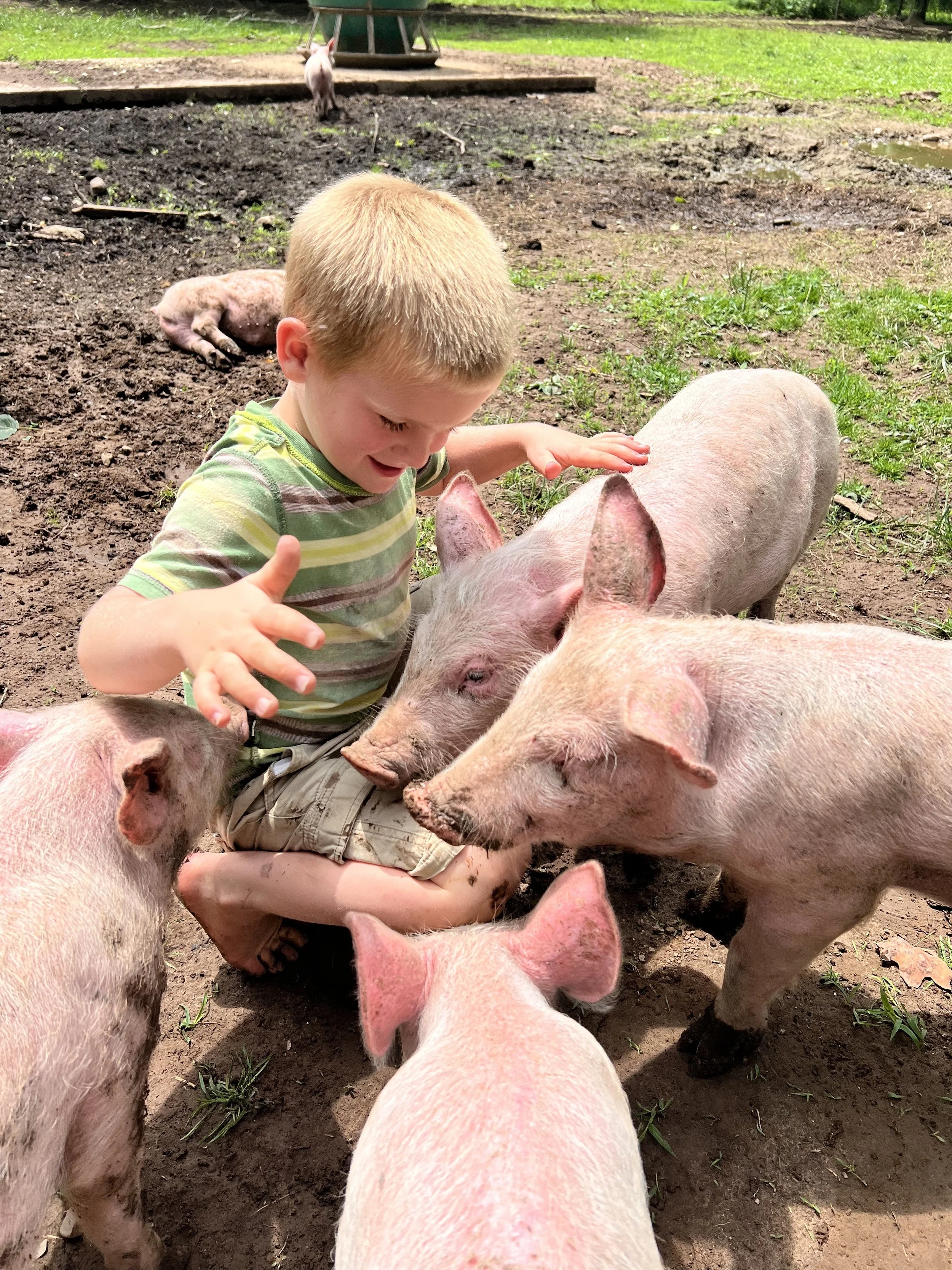 Pasture Raised Pork Pigs