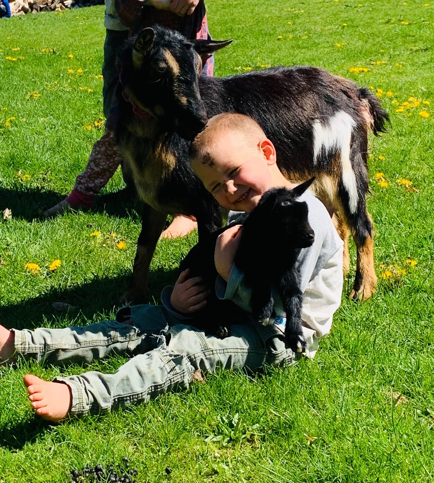 Nigerian Dwarf Goats