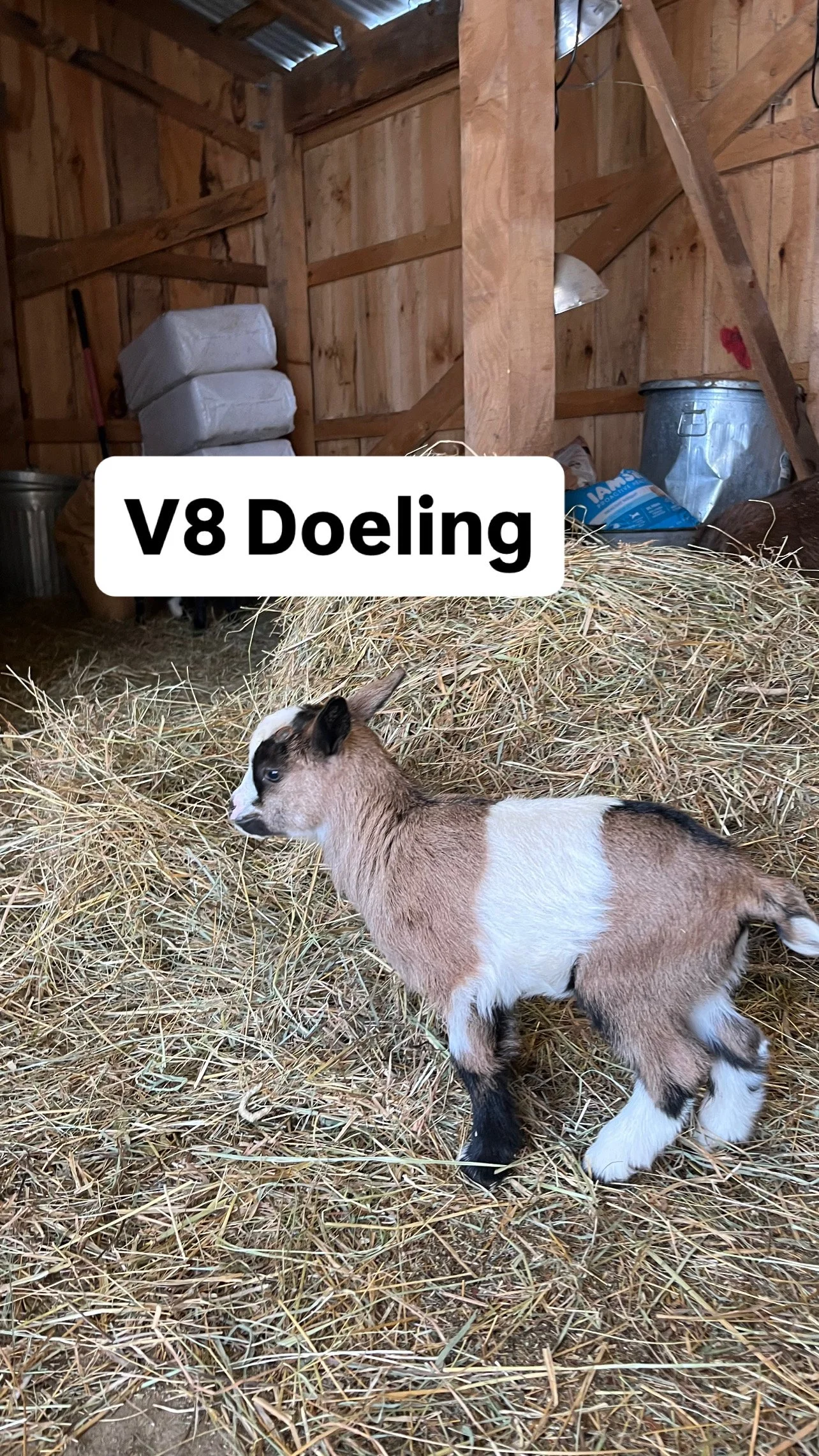 V8 Doeling: $400 RESERVED