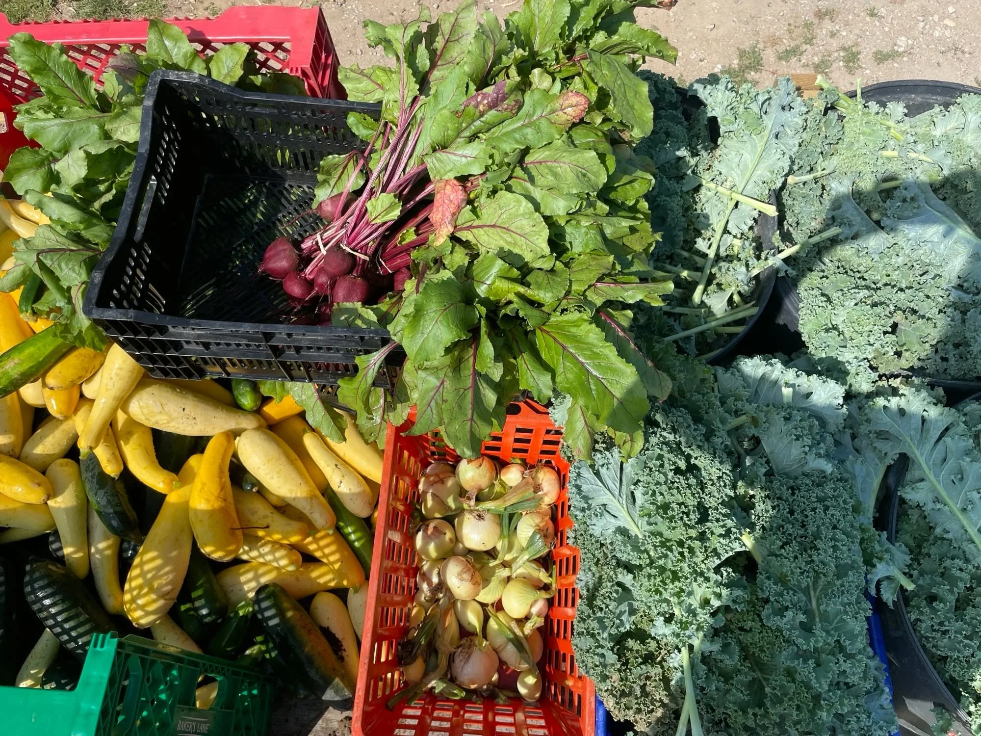 Hunger Action Month: The most requested food item is fresh produce and we always have plenty of it!  Each week clients are able to receive 4 fresh produce items in addition to the fresh produce that is donated by local farms, especially @farming_falm