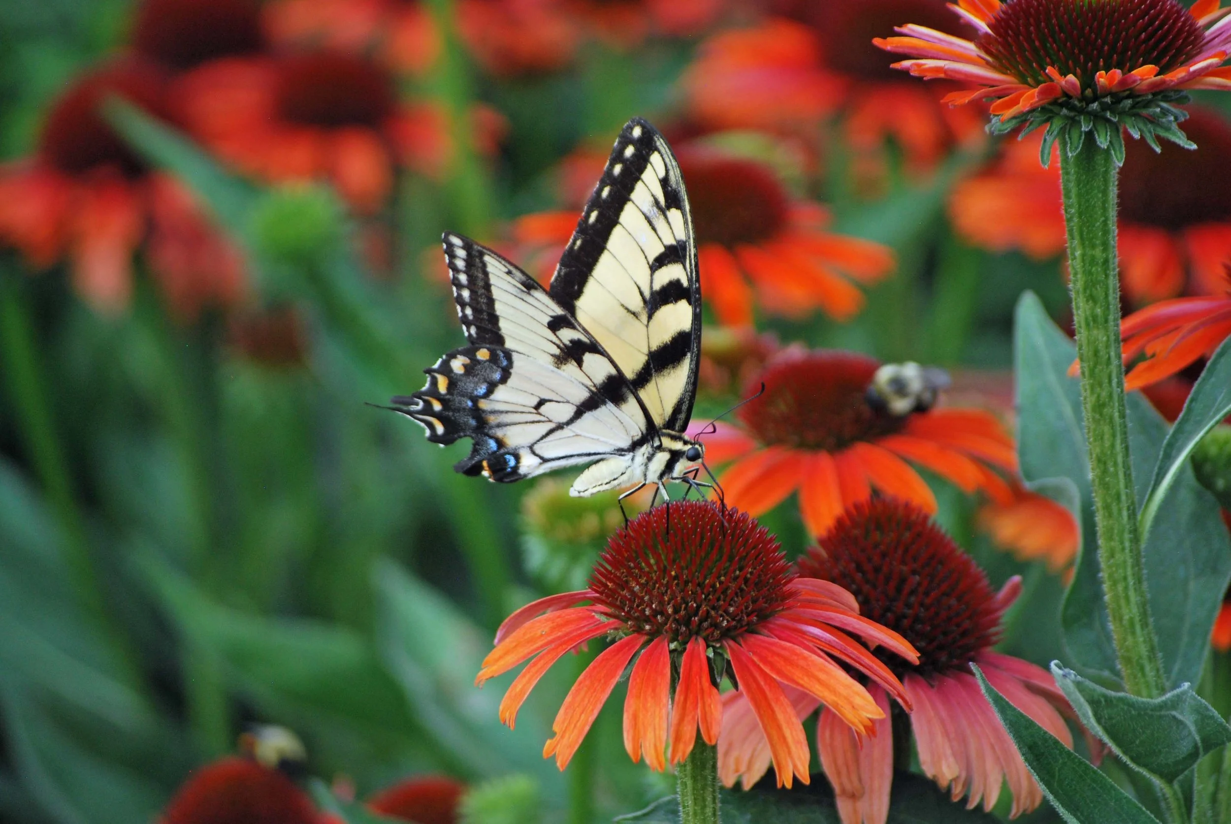 Custom Grow — The Perennial Farm is Growing for You!