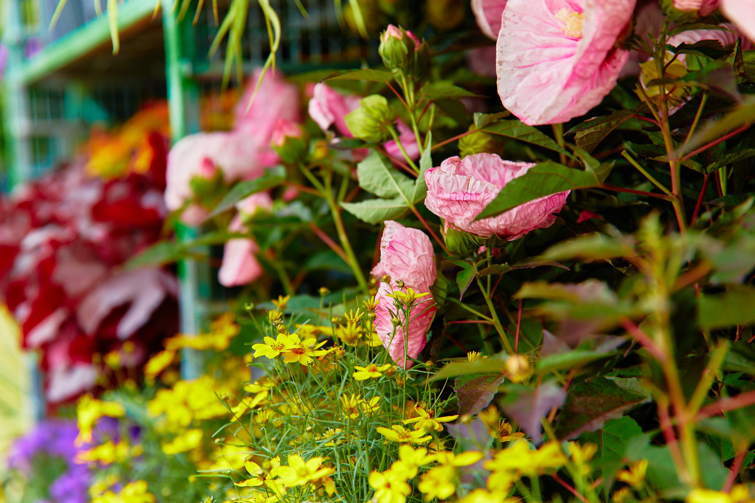 The Perennial Farm Growing for you!