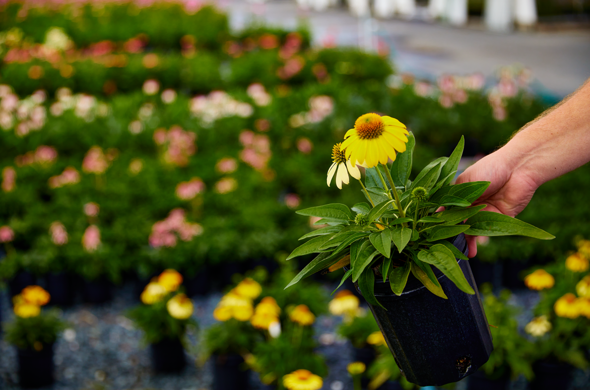 Availability — The Perennial Farm is Growing for You!