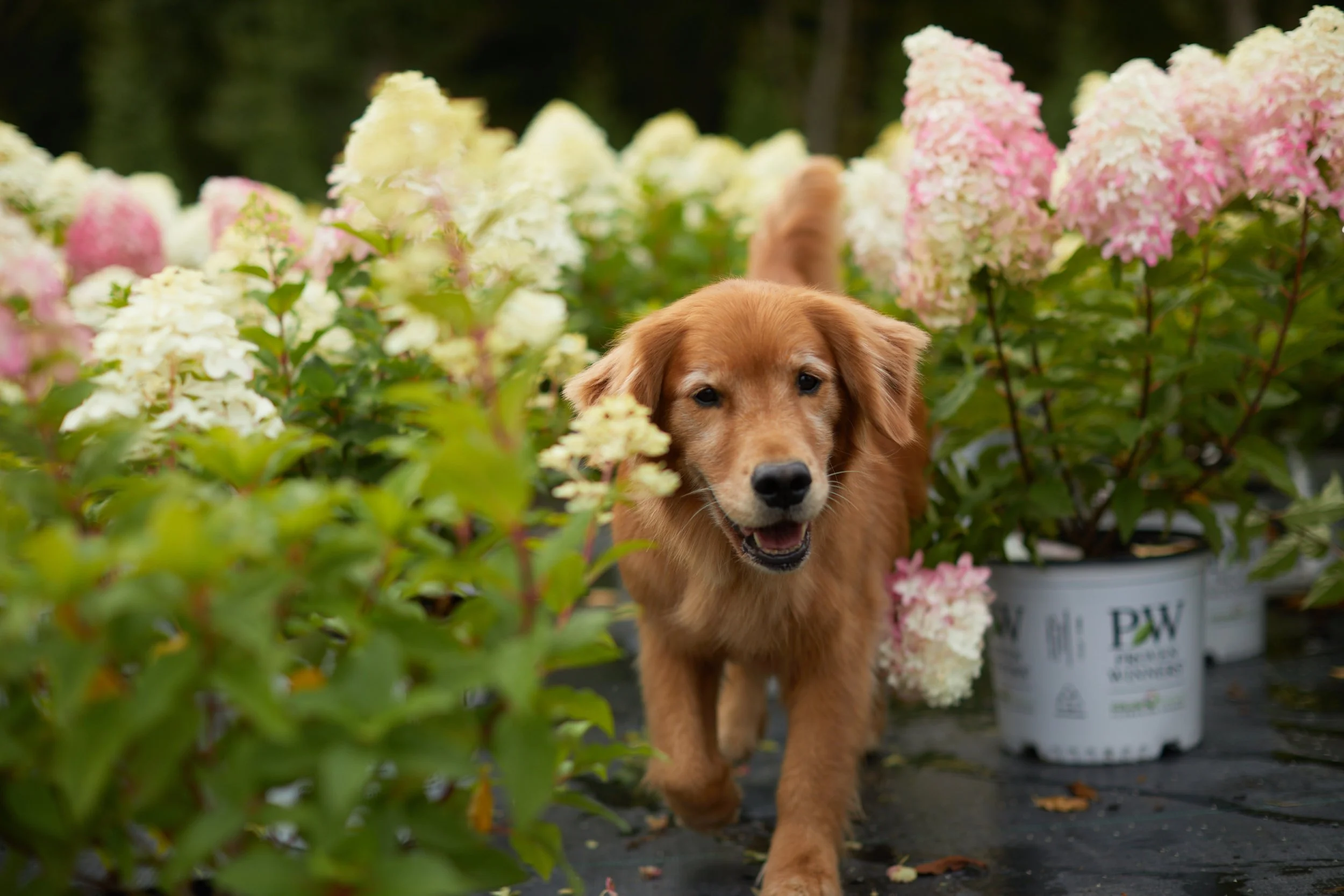 Availability — The Perennial Farm is Growing for You!