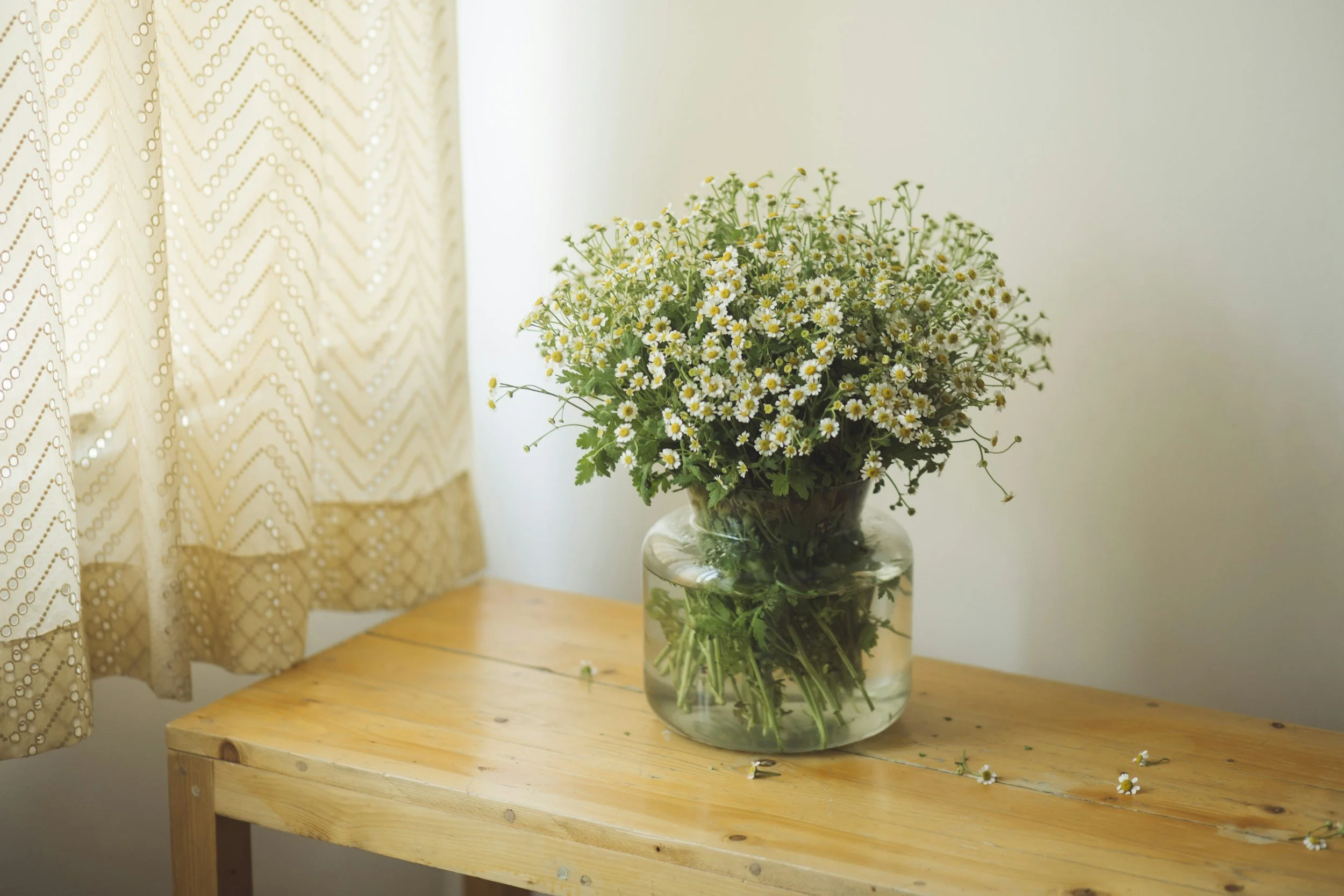 A glass vase with a bouquet of small white daisies with yellow centers on a wooden table next to a window with cream-colored curtains.