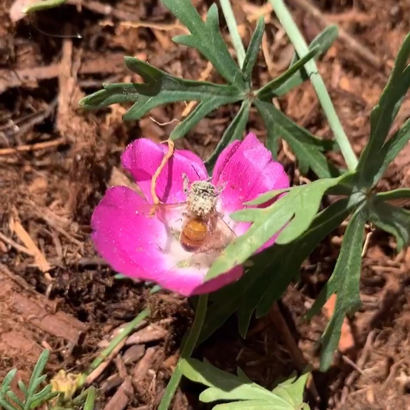 Bees, both wild and honeybees, pollinate 90% of our food worldwide. This weekend we planted a season-long buffet of nectar and pollen. 😍 
Very cool experience being buzzed (literally) by bees snacking on the new garden in town. 🐝🌸
.
.
.
.
#pollina