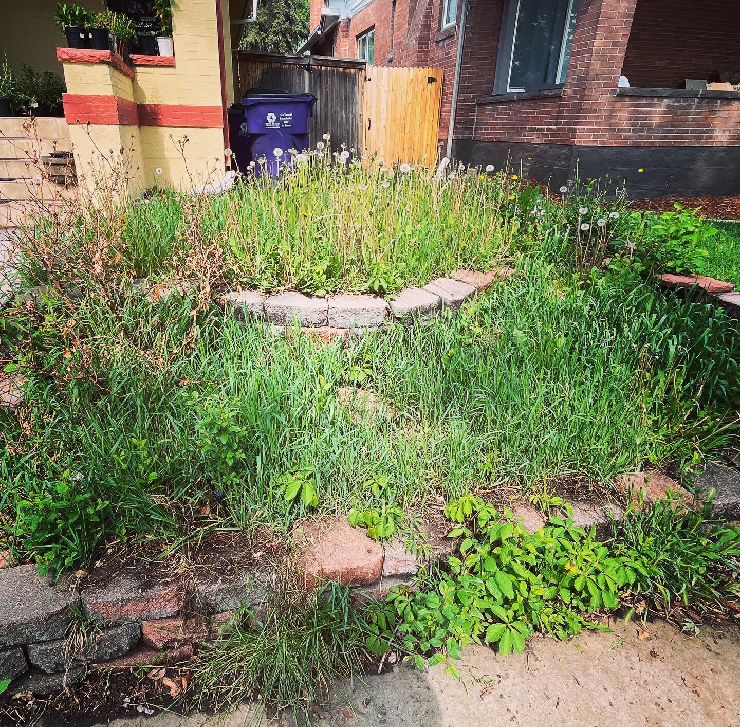 Check out this fun transformation! This weekend we tackled an overgrown front yard and turned it into a xeric paradise. We cleared out pesky weeds and introduced a stunning selection of xeric plants including Russian Sage, Yucca, Tickseed, Penstemon,