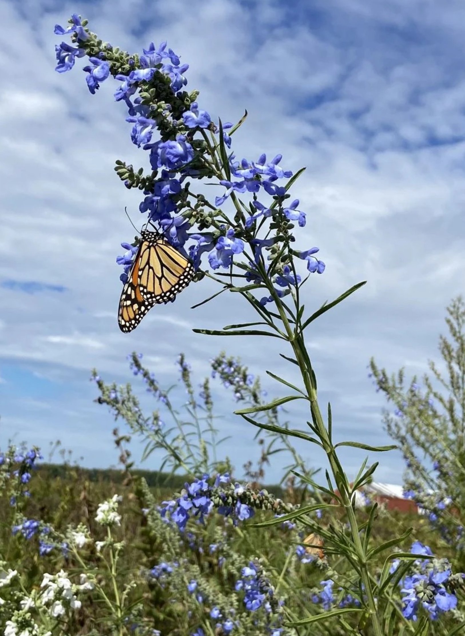 Prairie Sage and Honey Infusion