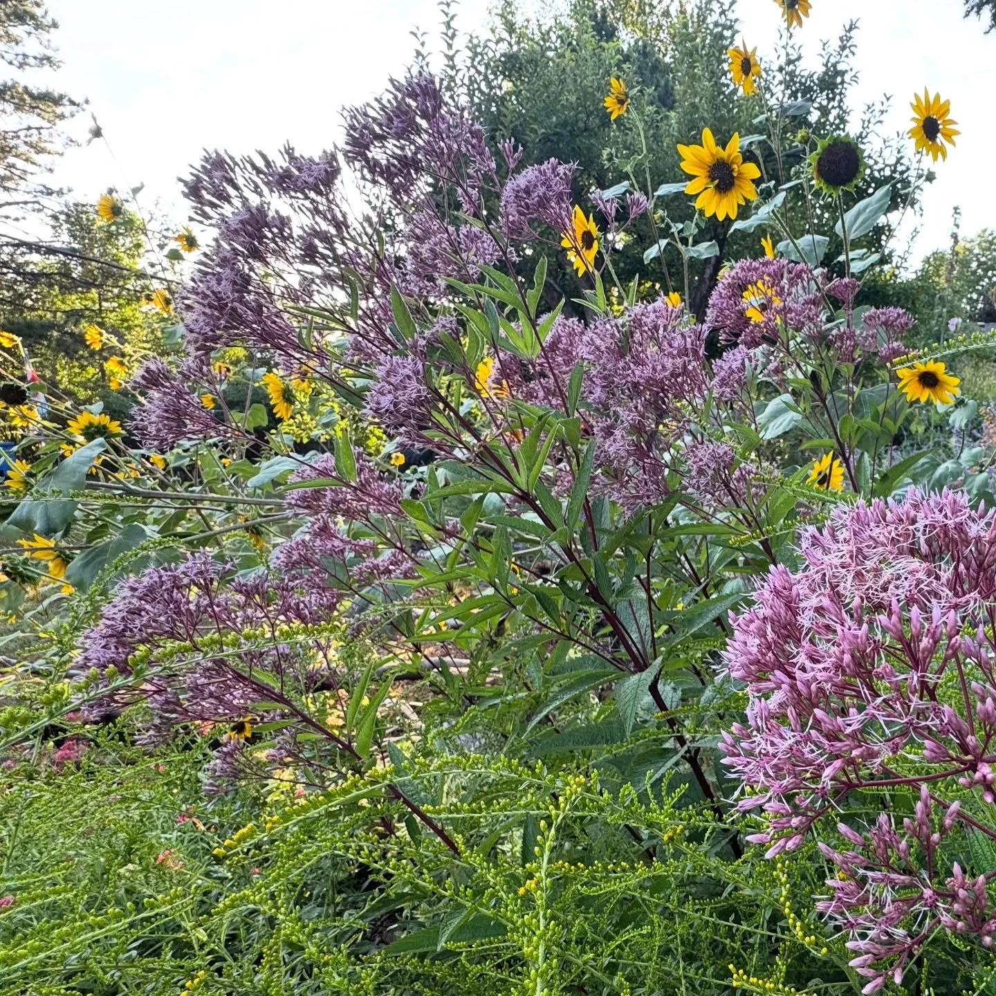 The garden is shifting. Sunflowers, Joe Pye Weed, and Goldenrod. . . they aren&rsquo;t just beautiful, they are vital end of season food sources for pollinators. 

In native gardens, every season has a role. This one might be the most important of al