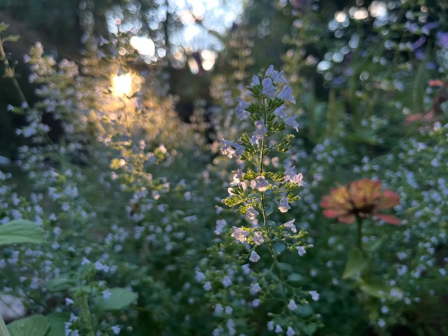 Calamint in the last light. 🌅