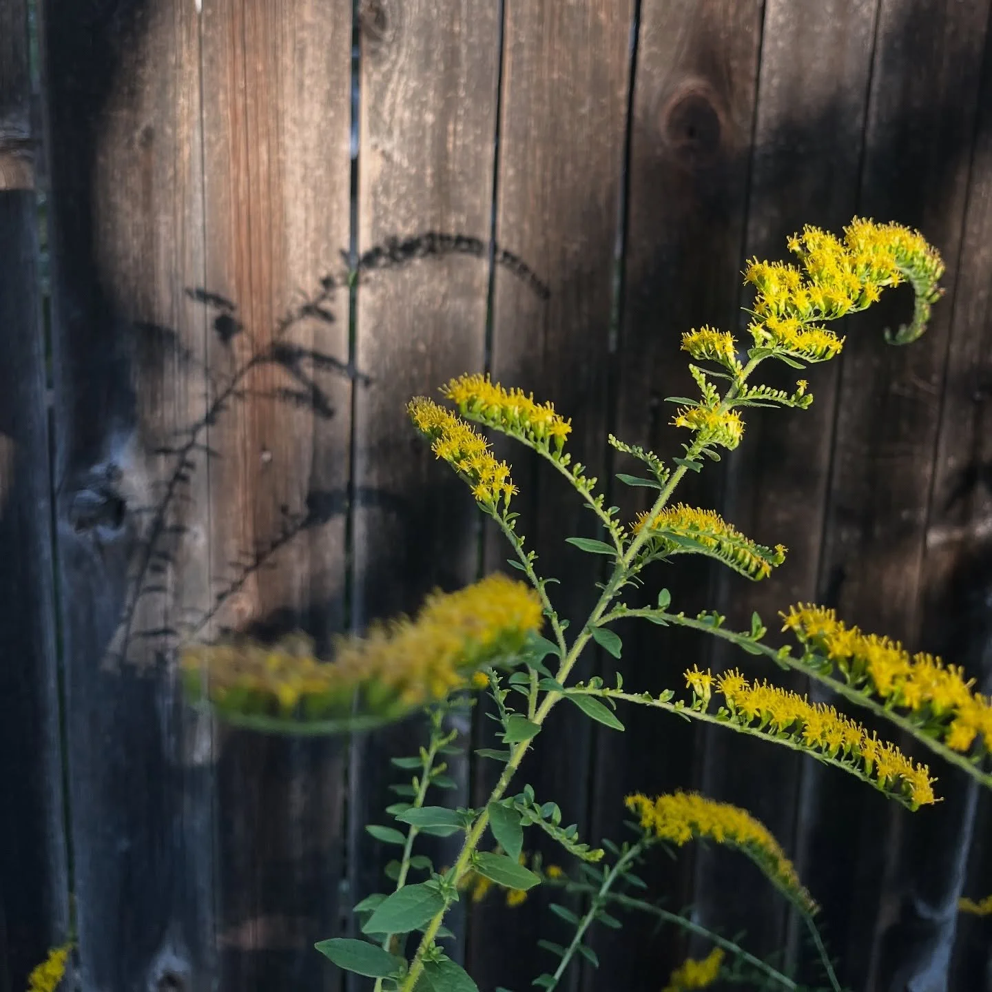 Goldenrod Season Is ✨

Forget the myth, goldenrod isn&rsquo;t the sneeze-maker (that&rsquo;s ragweed). It is, however, a late-season hero for Colorado&rsquo;s native bees.

Unfussy. Drought-tough. And a lifeline for bees. 
It&rsquo;s a critical late-