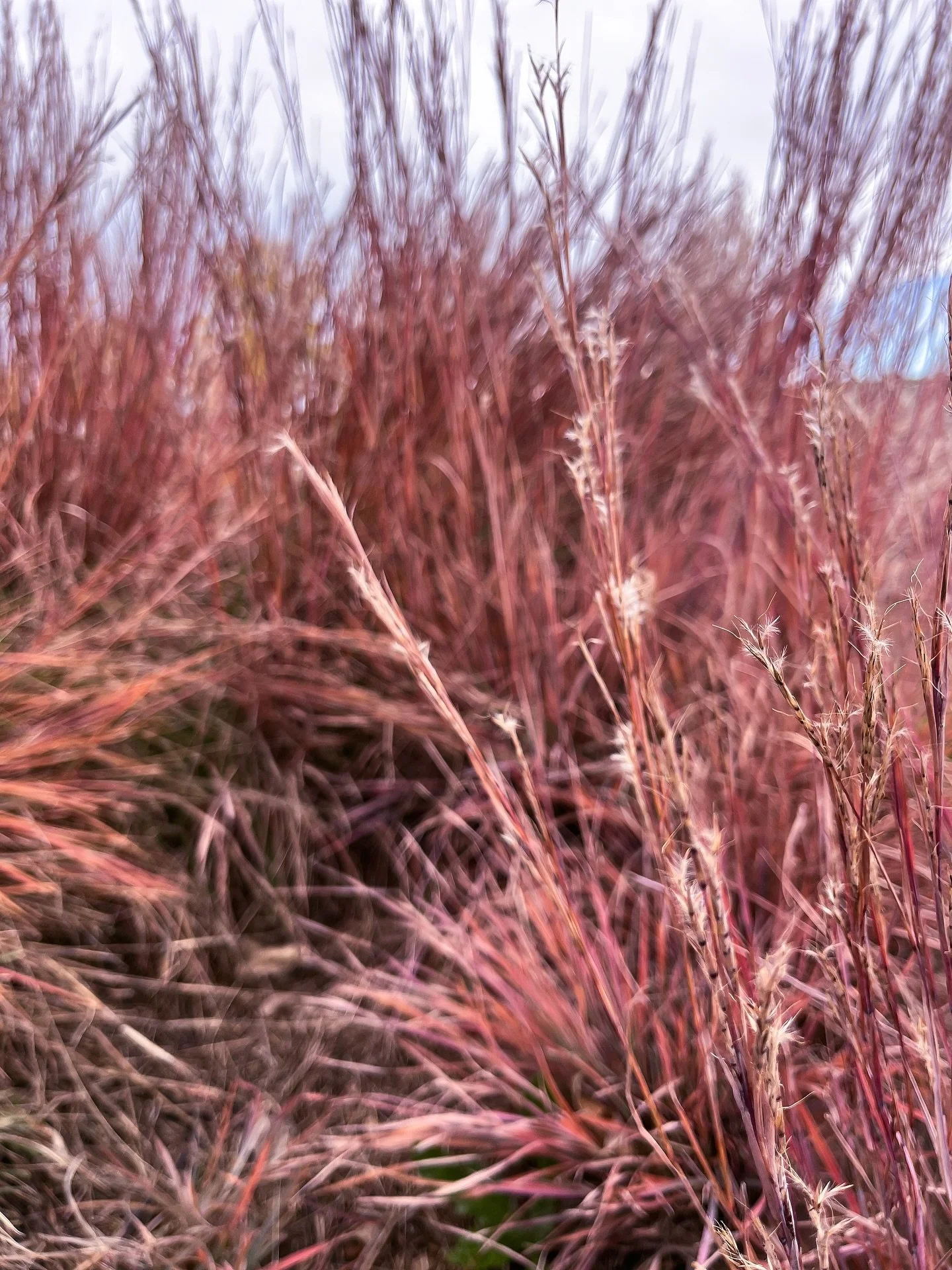 Little Bluestem showing off her full fall palette. Native to the front range, this grass brings texture, movement, and color all while supporting local wildlife. 

Sustainable, stunning and drought tolerant - the trifecta! 

Would you plant this in y