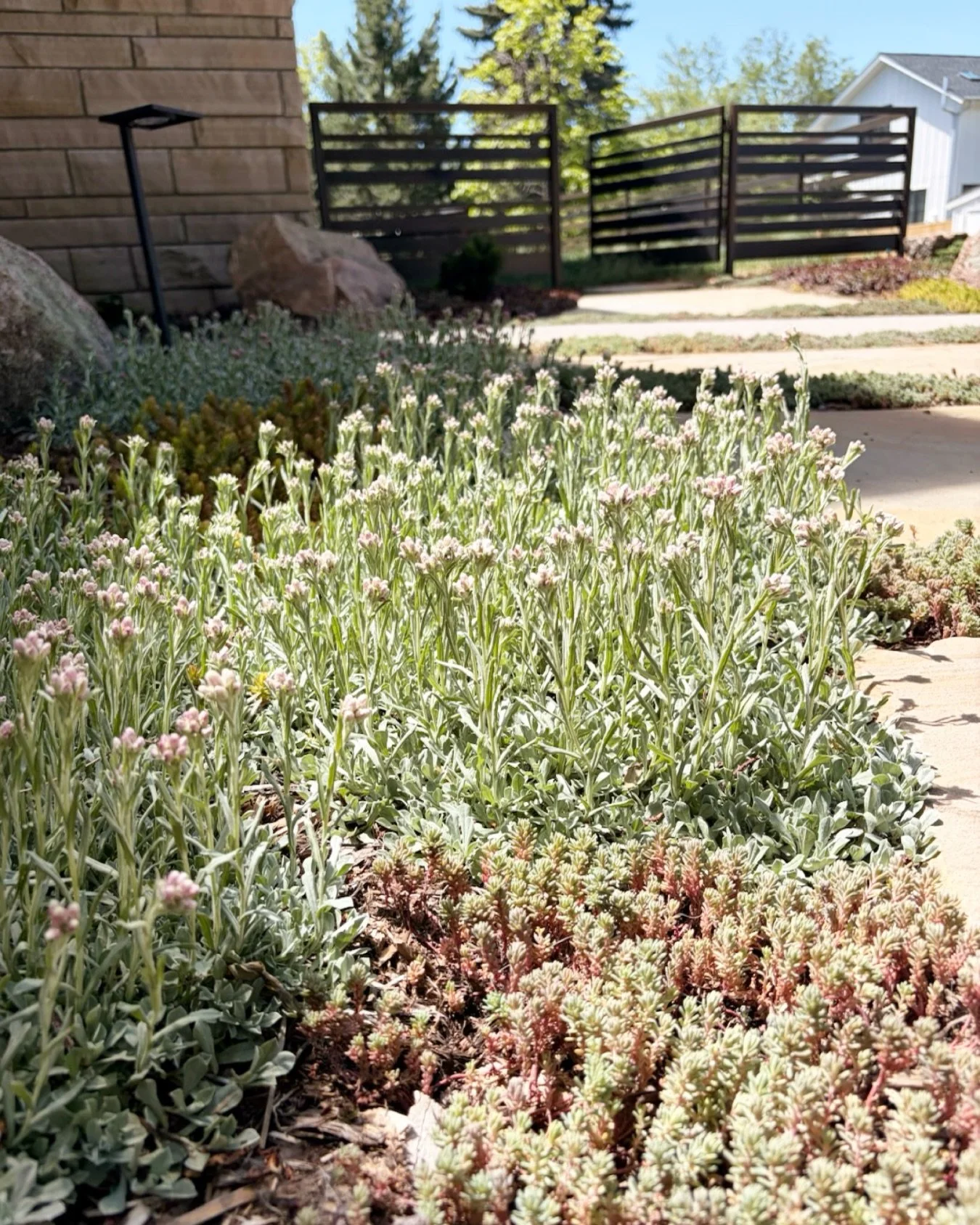 Some people have a yard. Some people have a garden. 
The difference is intention. We love a good ground layer. ❤️
.
.
.
#сoloradogardening #gardendesign