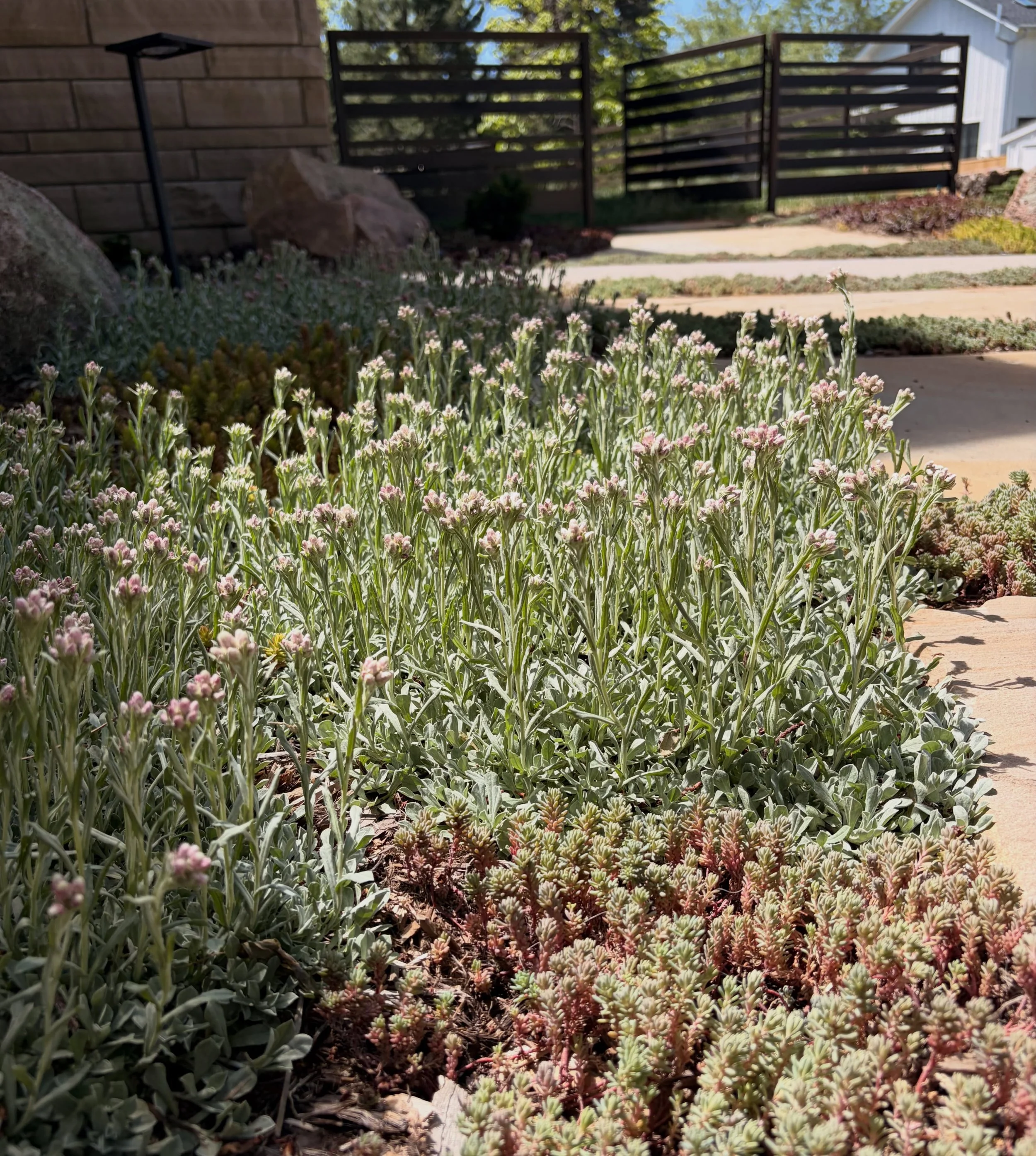 The fence, the pavers, the ground cover. This garden just keeps getting lovelier every season. 

Does your outdoor space need a facelift? Reach out 😀 because your yard deserves more than grass. 🐞
