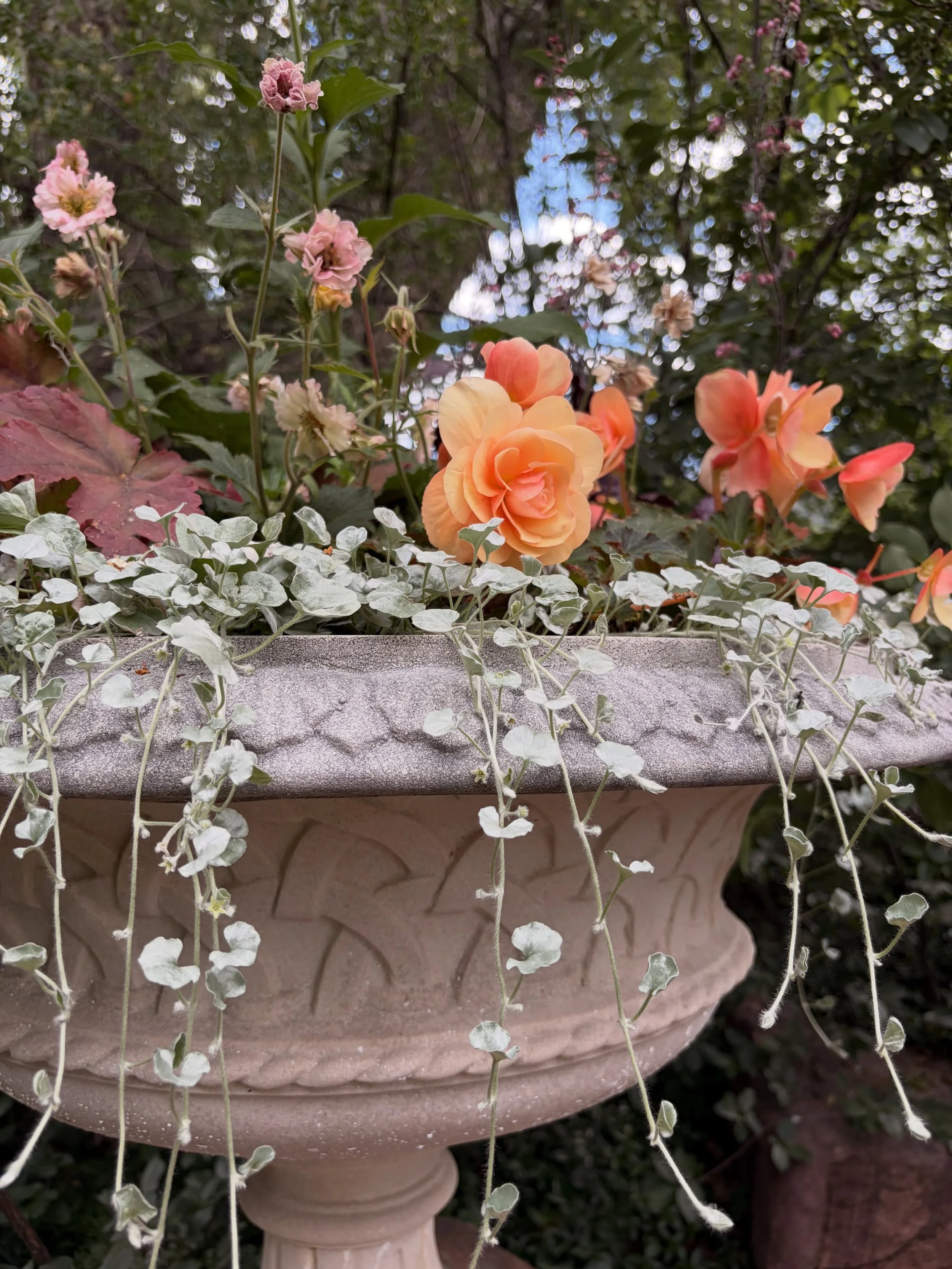 We love a good planter moment. 🫶

Heuchera. Begonias. Trailing silver dichondra and one gorgeous urn.

Andddd an open invitation to let us do this for you. 😉