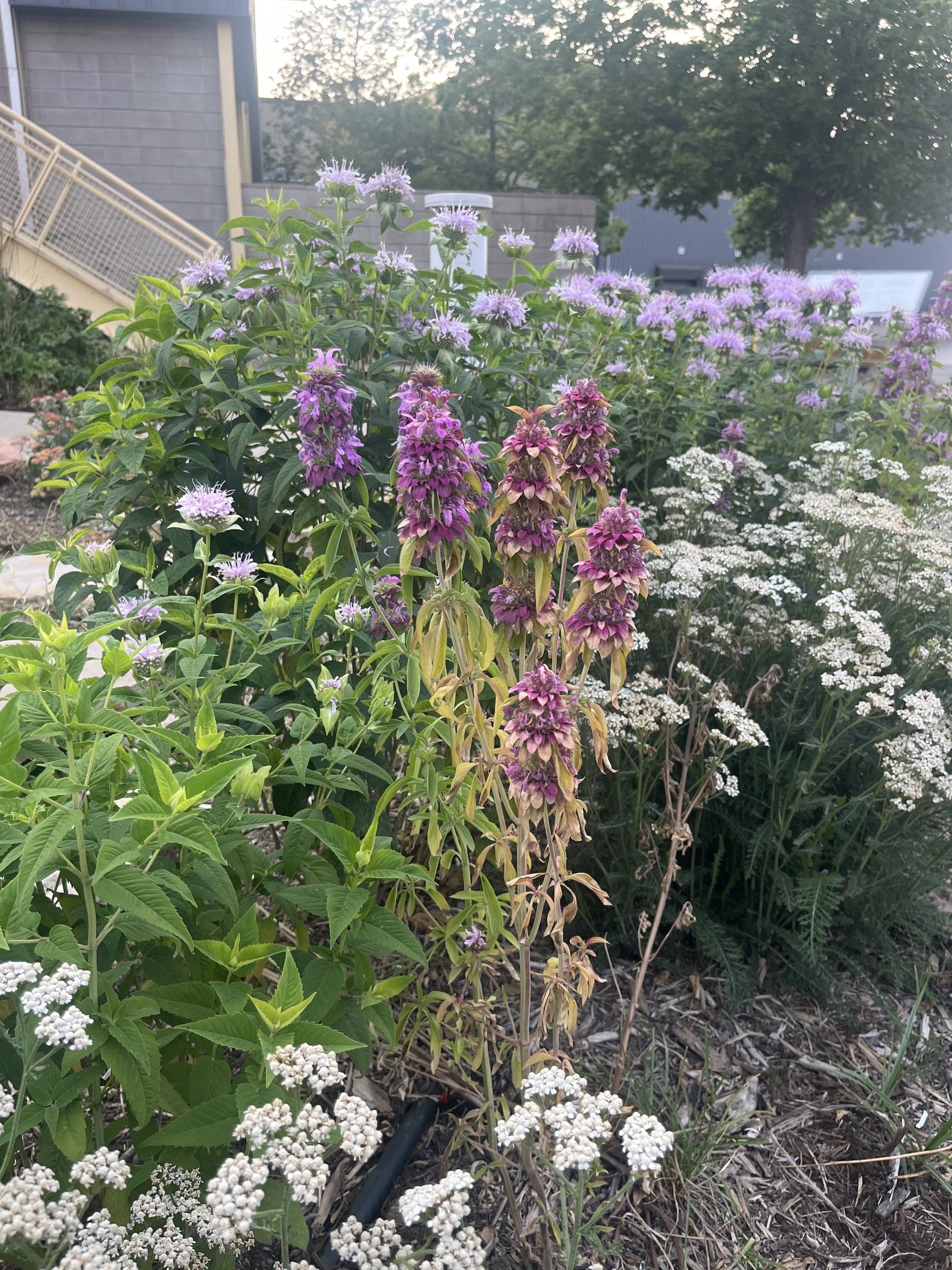 IMG_6933.jpeg