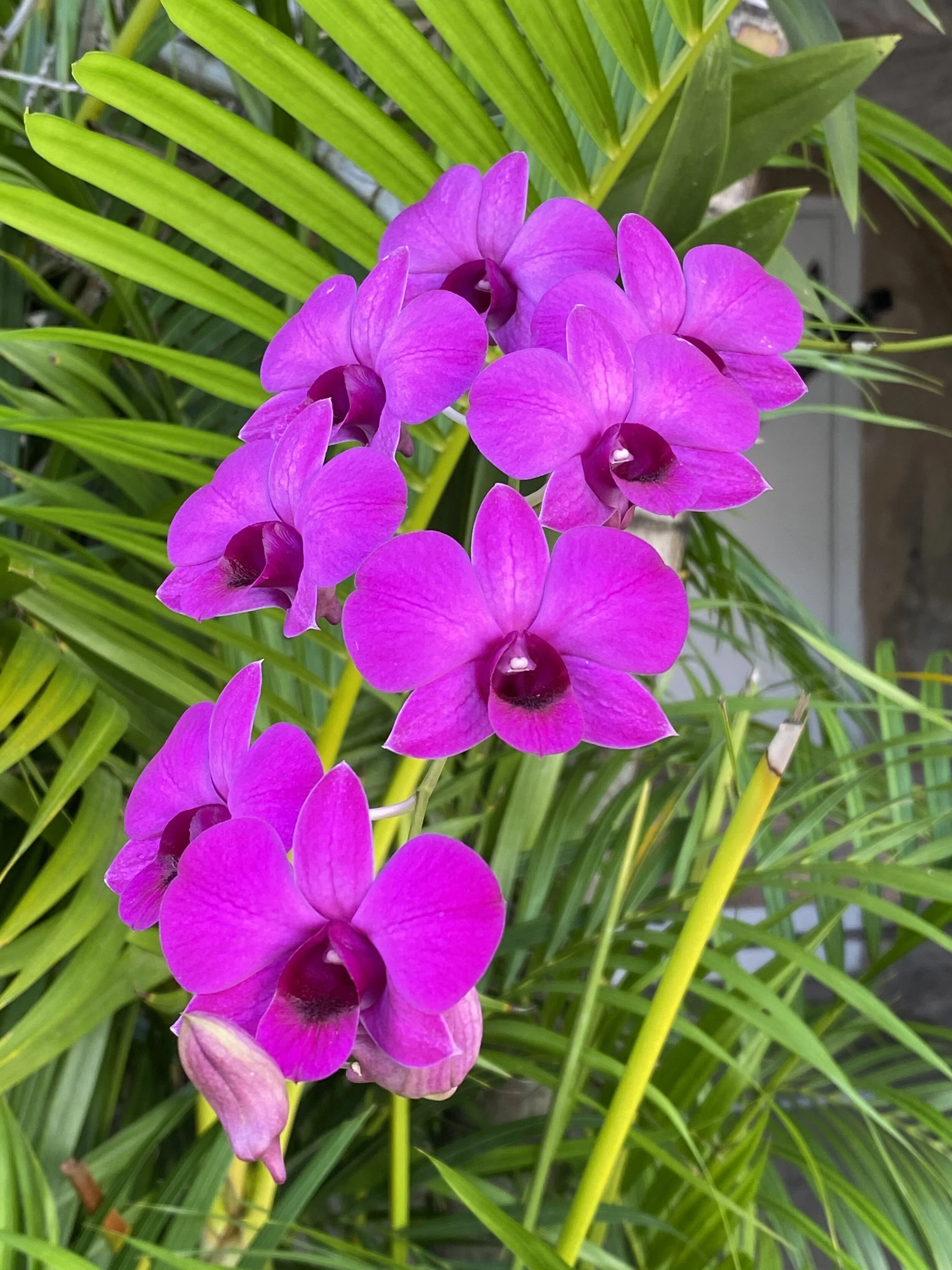 Vibrant purple orchids with green leaves in the background.