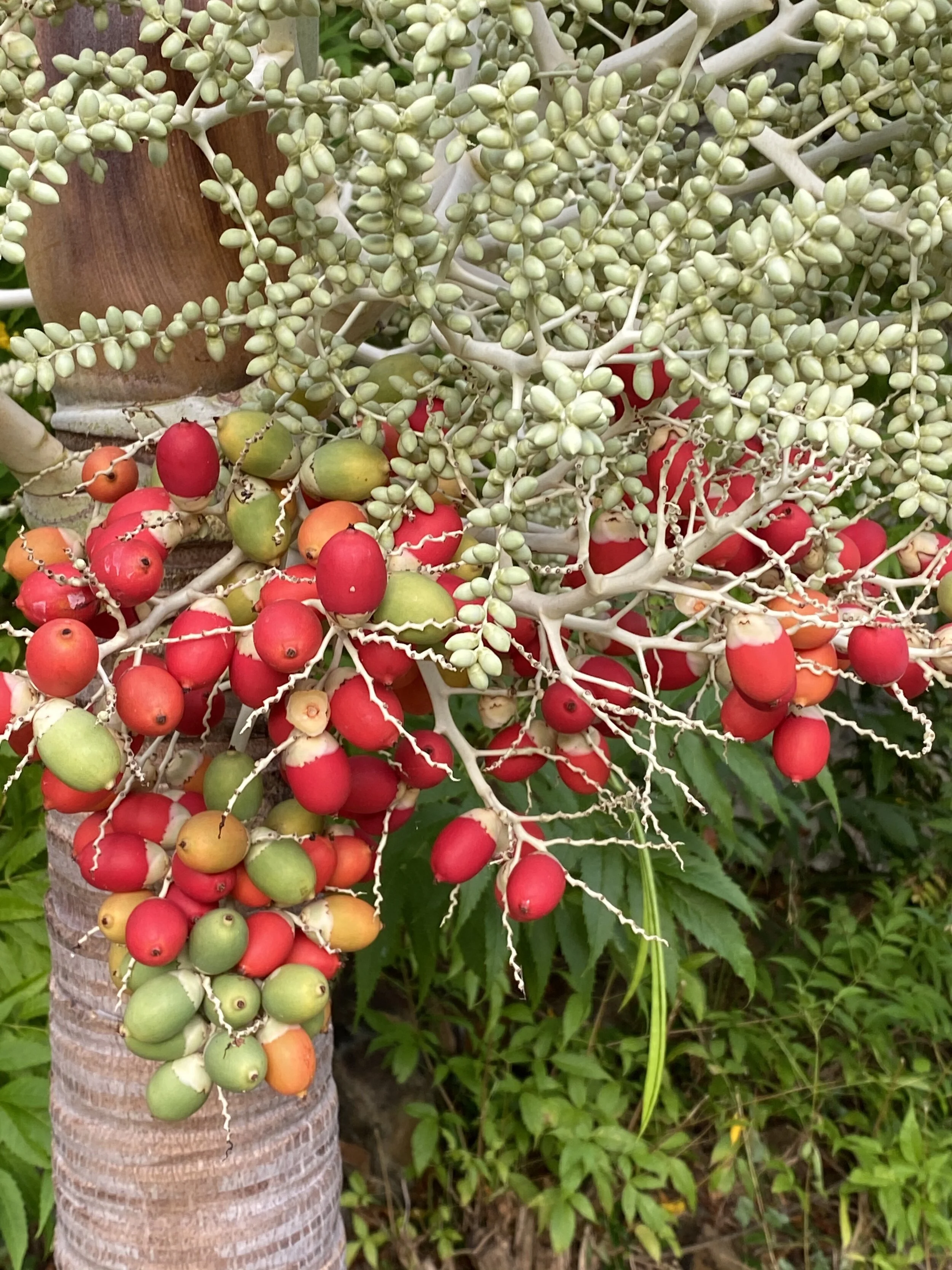 Cluster of red and green tropical fruits on a palm tree