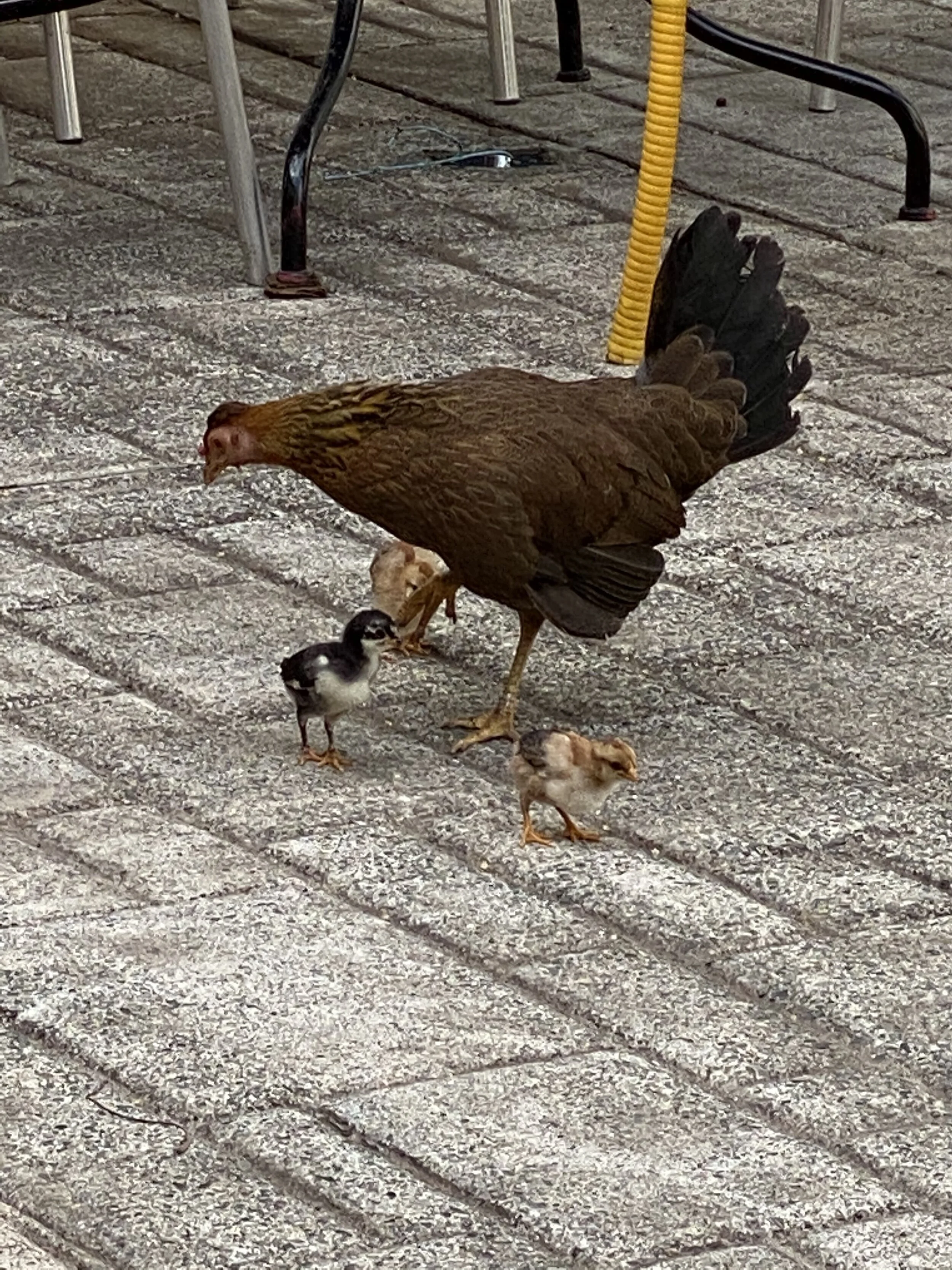 A hen with three chicks walking on a paved surface near outdoor furniture.