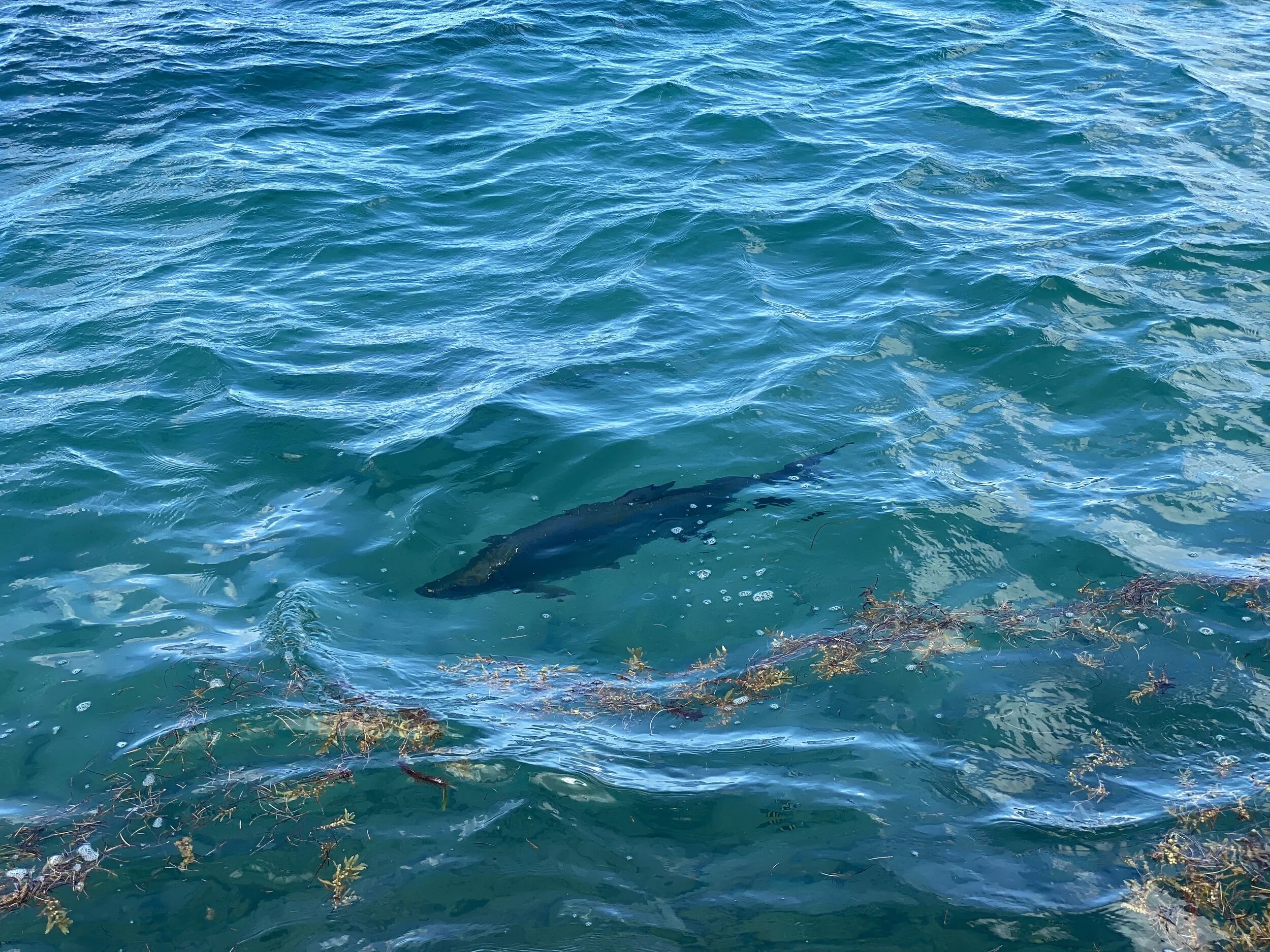 Blue ocean water with a visible shark swimming beneath the surface, surrounded by seaweed and ripples.