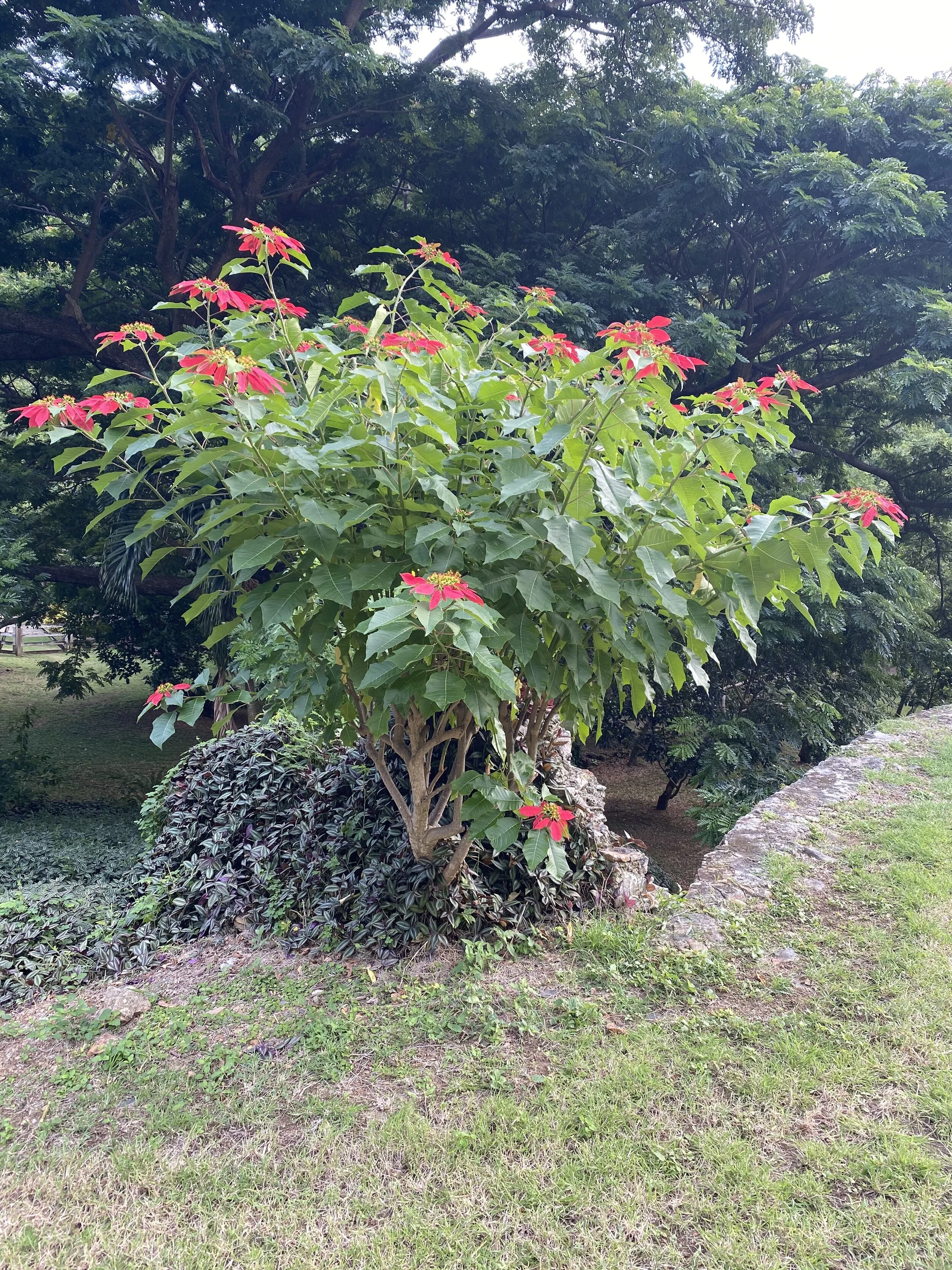 Poinsettia plant with red leaves in a garden setting
