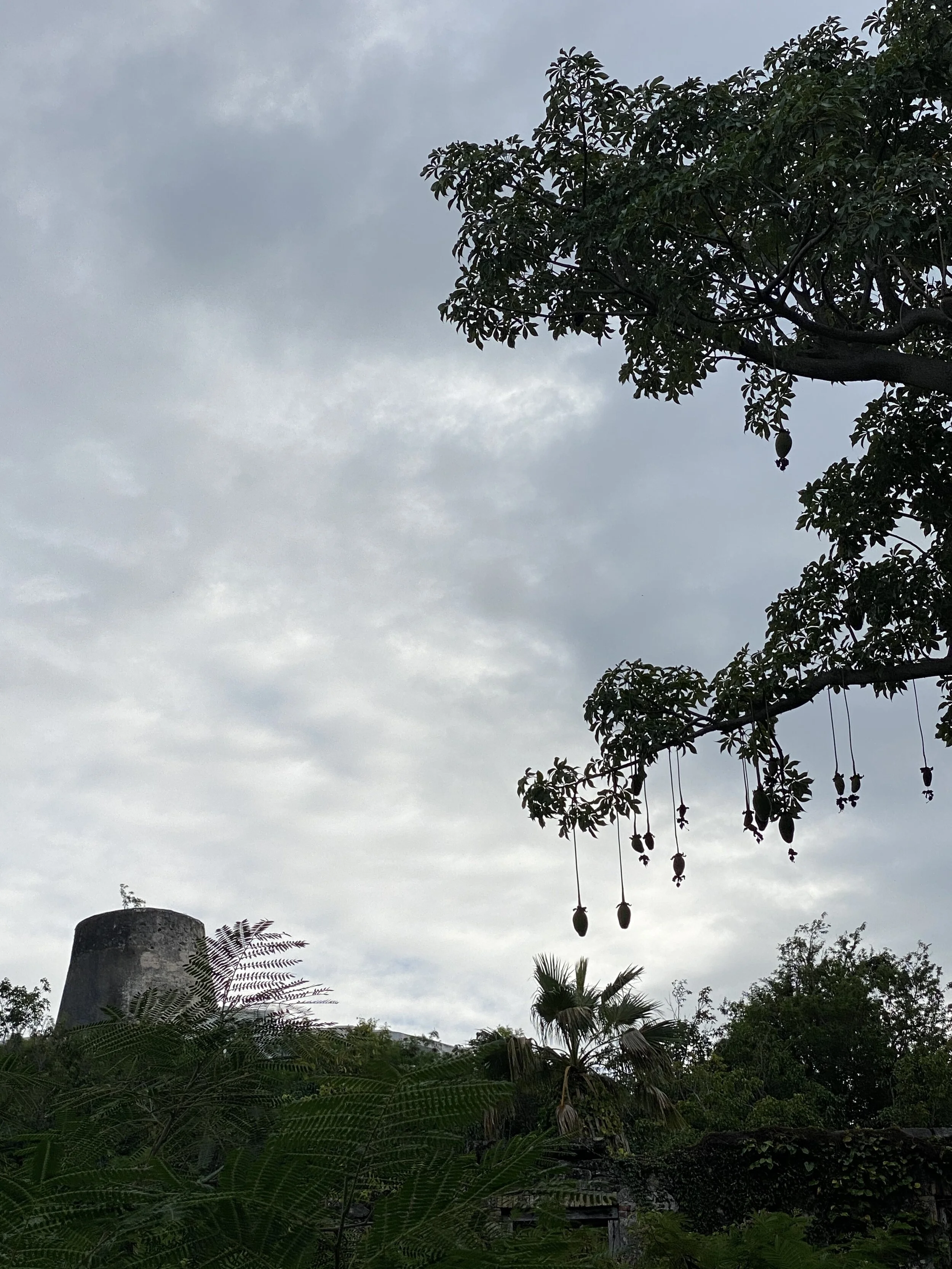 Overcast sky with lush greenery, a tree with hanging fruits, and a nearby conical stone structure semi-covered by foliage.