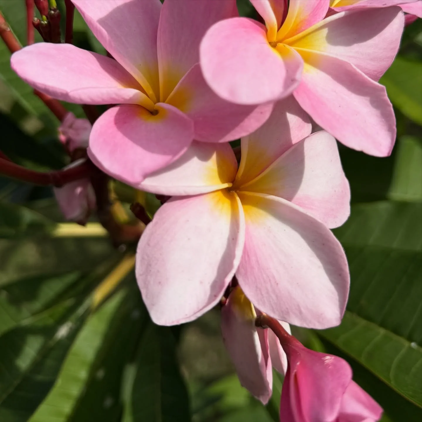 Can&rsquo;t get enough of this place&hellip;#new #discoveries #islandlife #flowers #sunsets #caribbean #sea #wildcats #usvi #stx