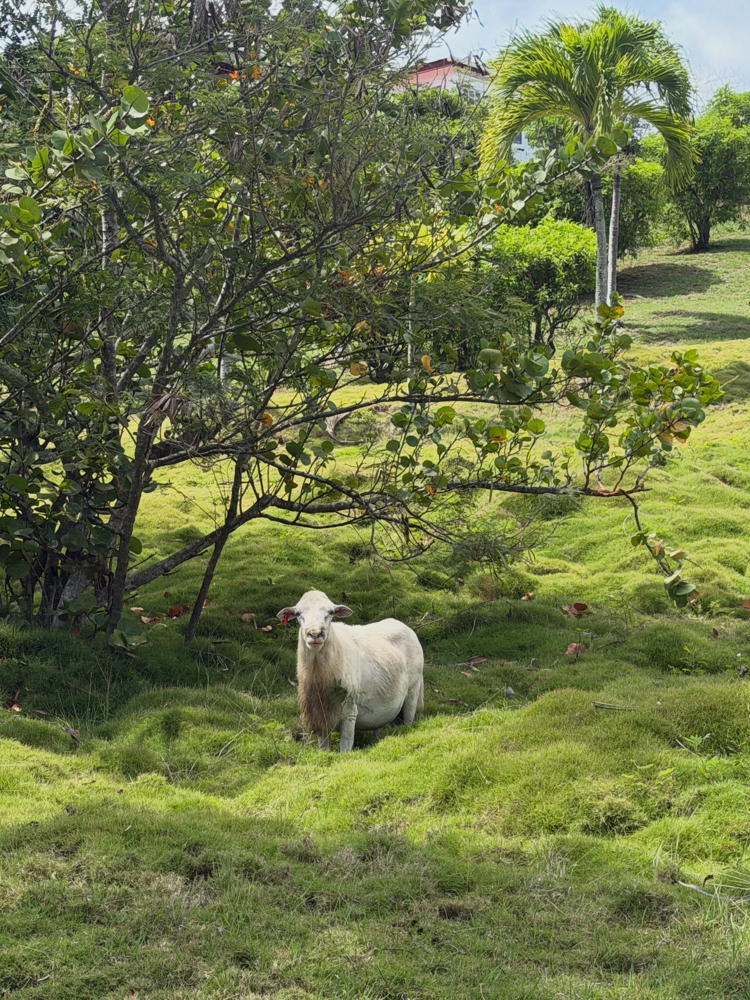 Awww! Love the unexpected surprise of  a herd of cute goats keeping th grass in check. And the baby goats are so sweet! 🐐 #stx #usvi #farming #caribbean #surprise