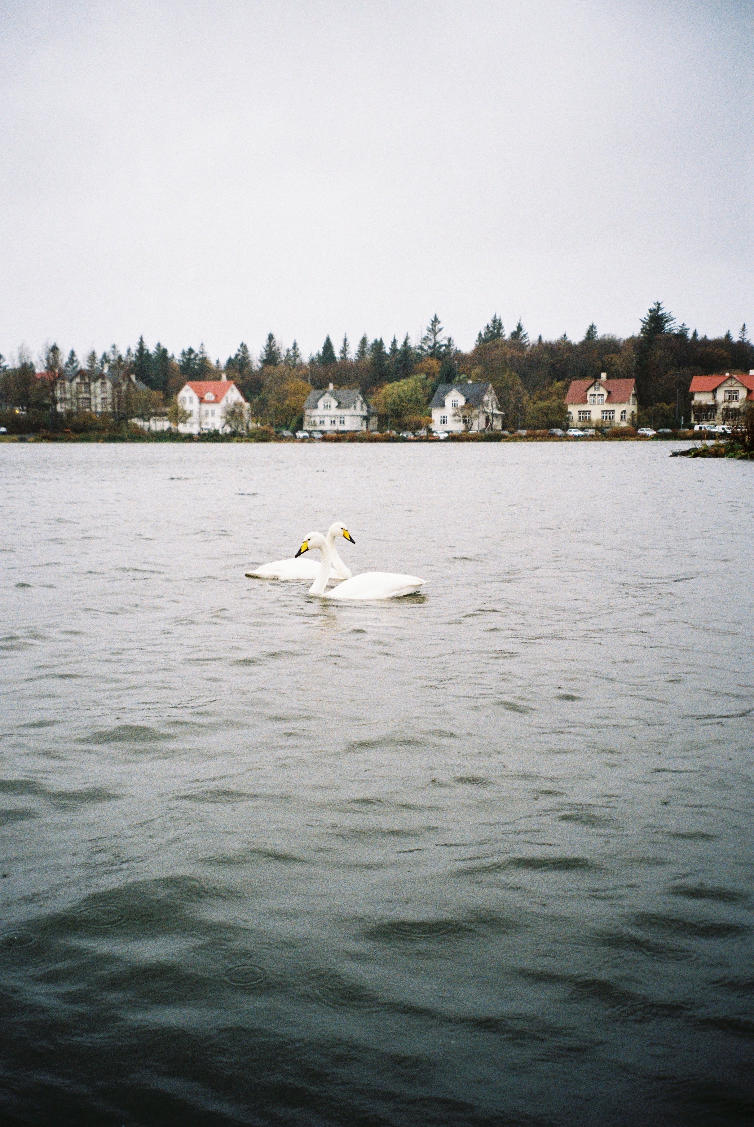 Reykjavik-Tjörnin-2.jpeg