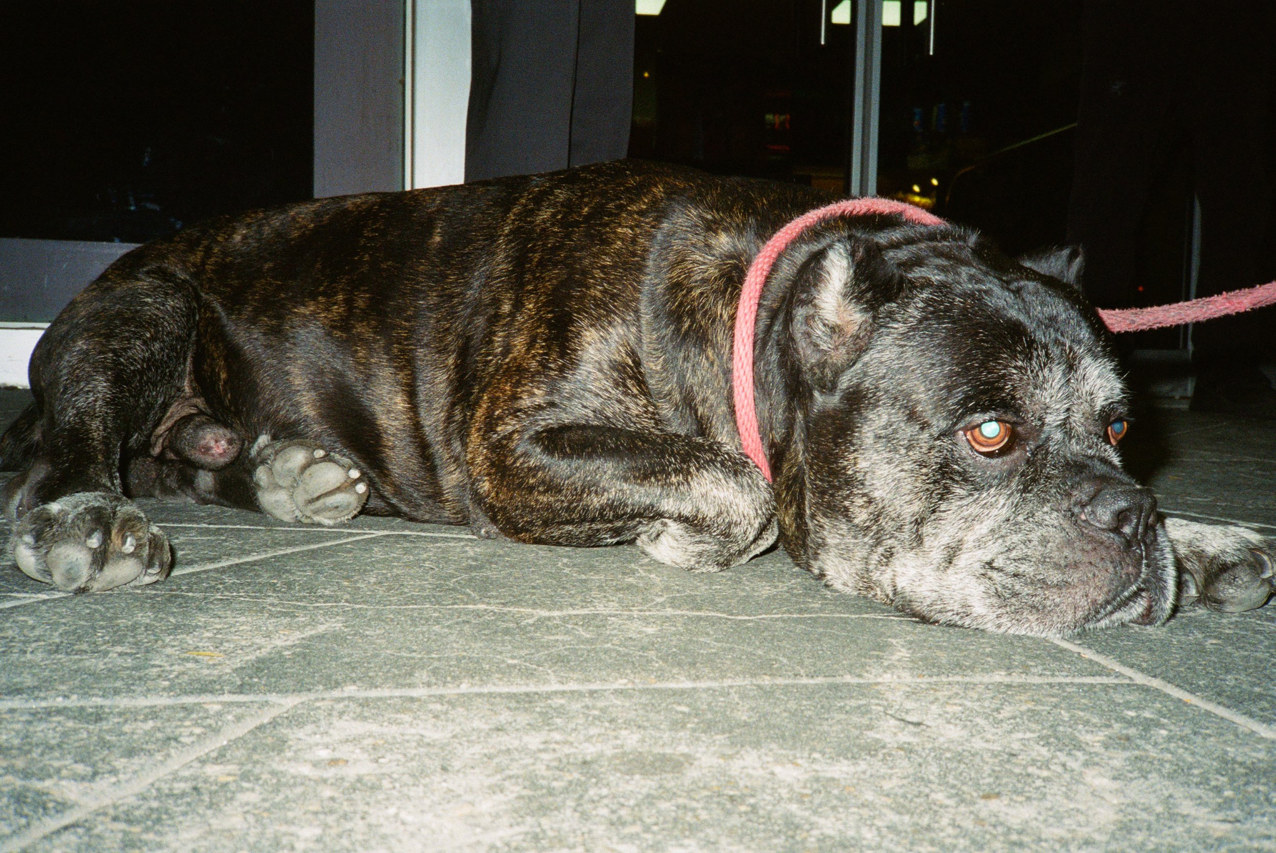pooch.jpg