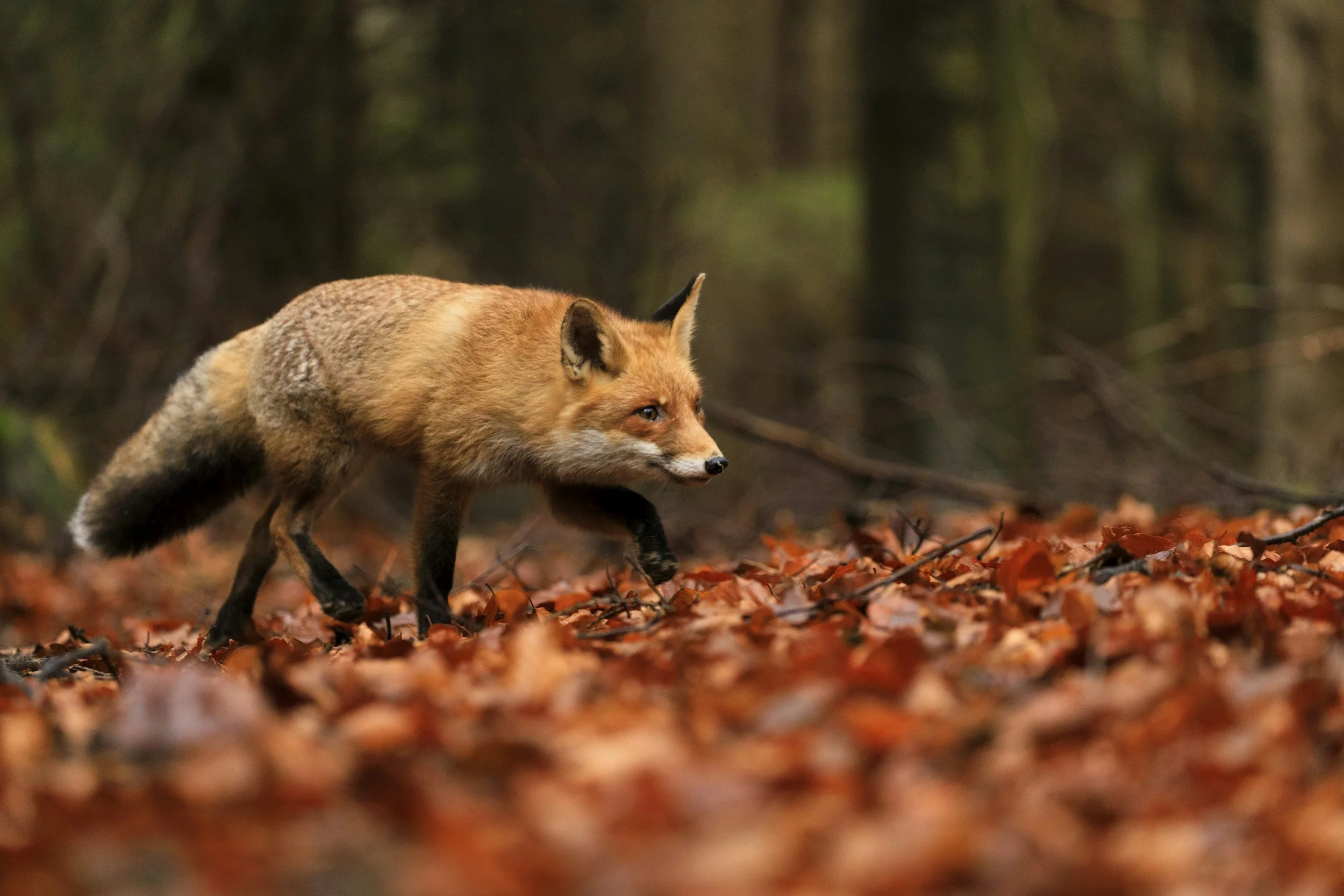 A fox walking through a forest with orange leaves on the ground.