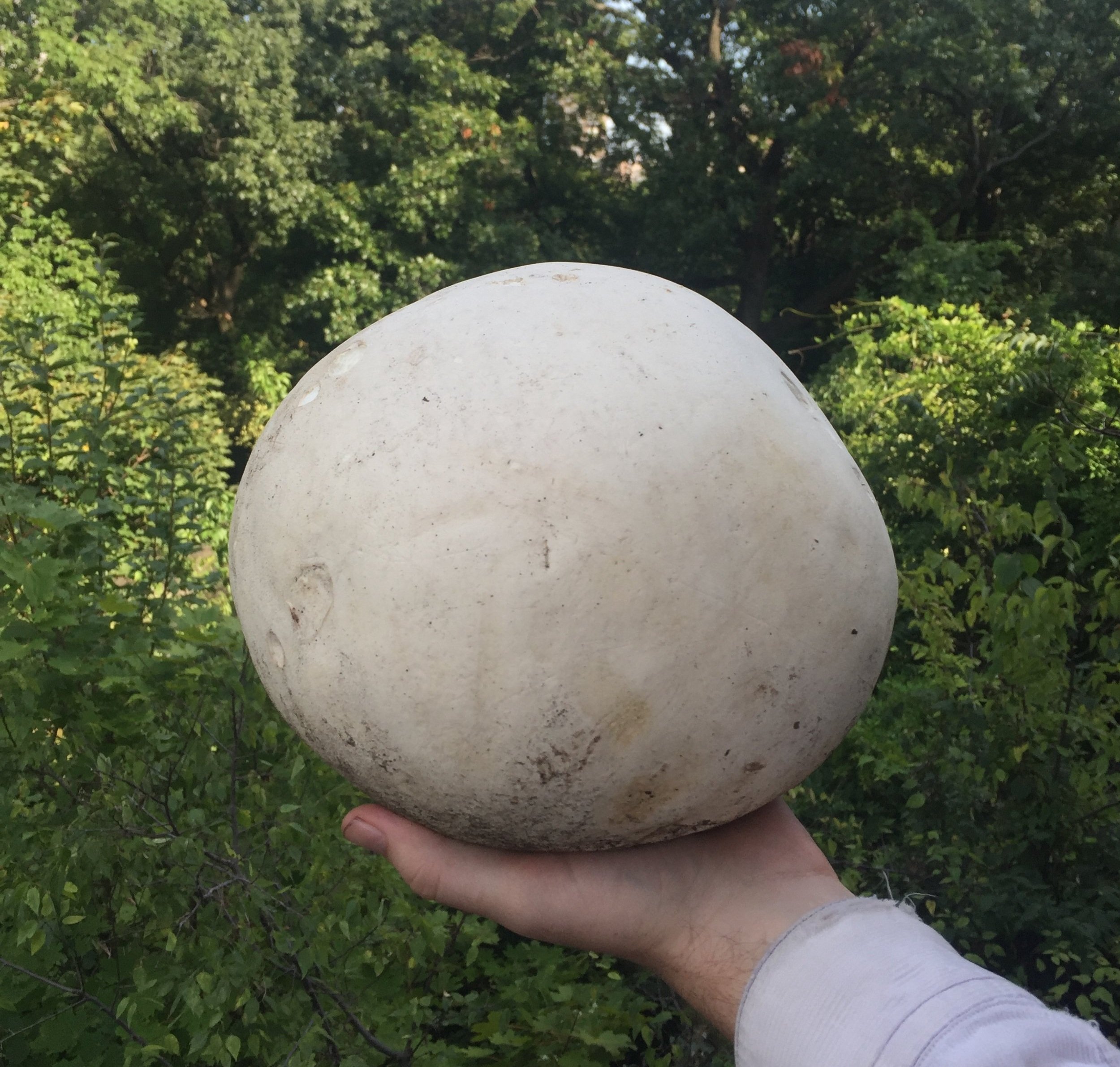 In Pursuit of Giant Puffballs, the queen of edible mushrooms: - - The  Adirondack Almanack