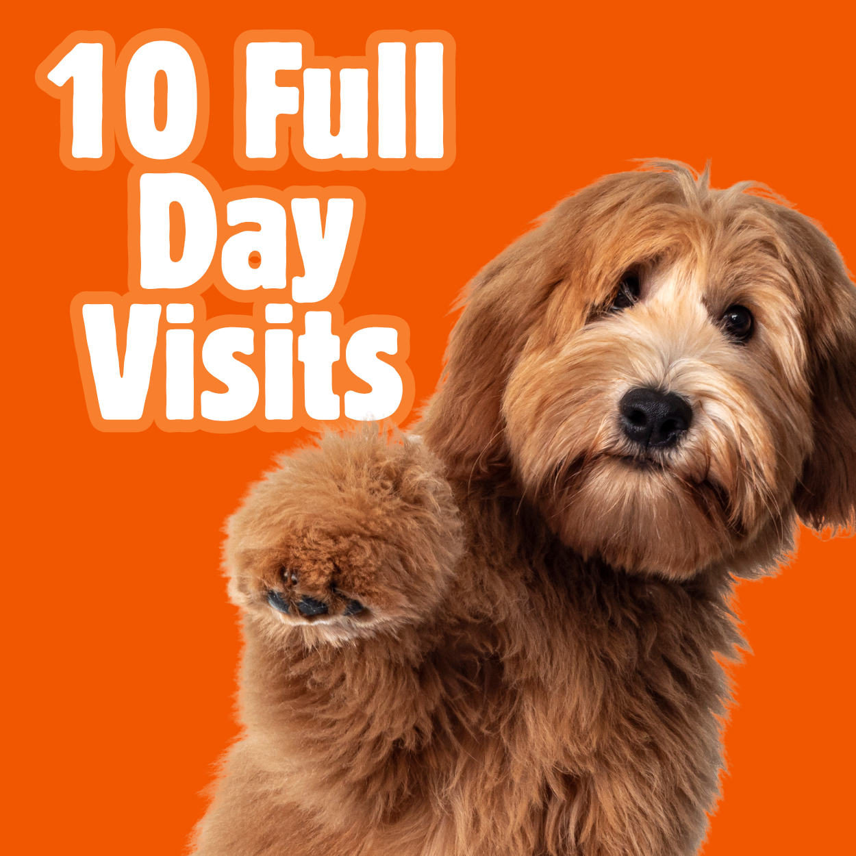 10 Full Day Visit Package