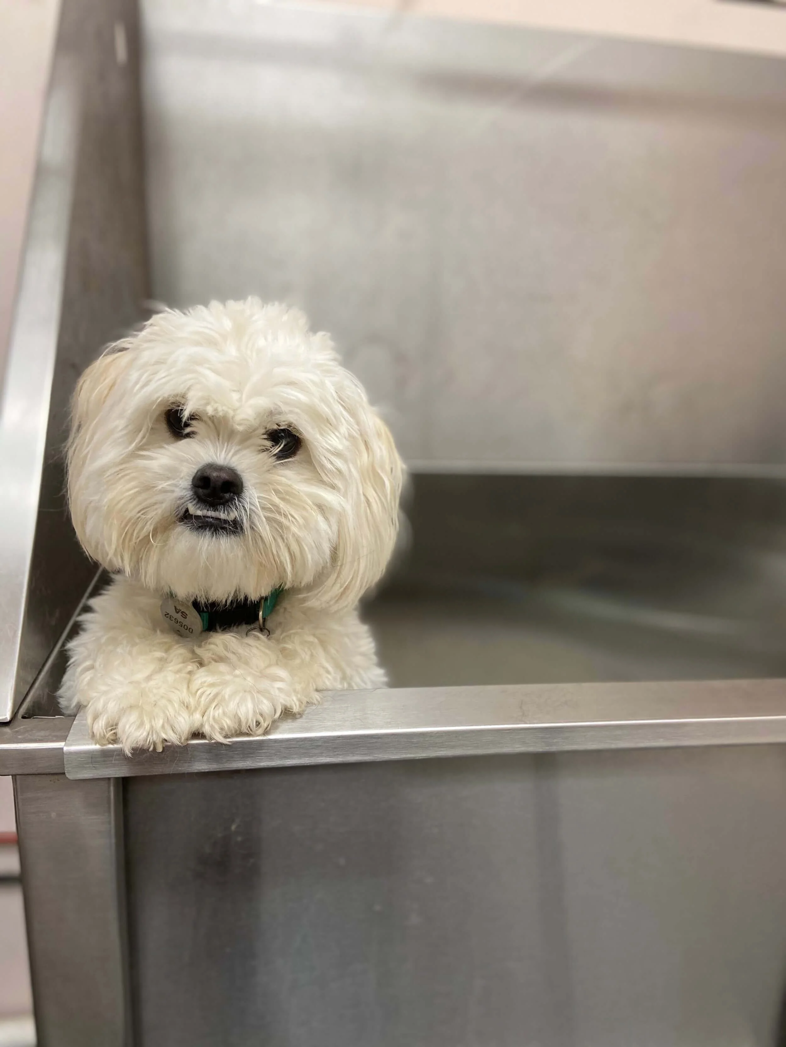 Dog Grooming ForceFree Dog Grooming in Adelaide — Dogcity Daycare