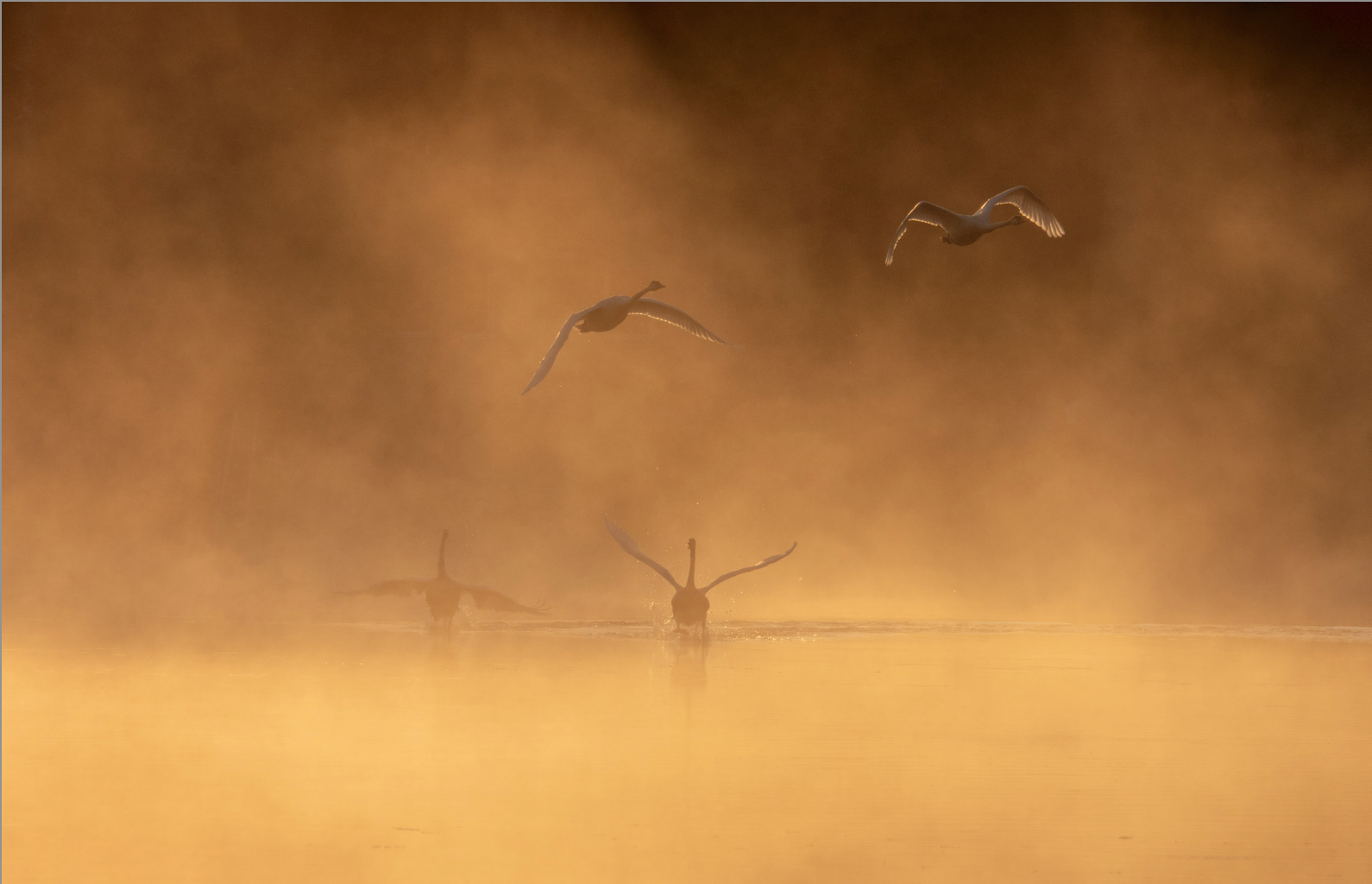 Return of the Trumpeter Swan