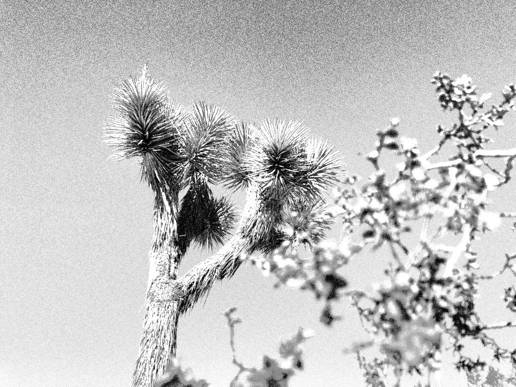 Yucca b BW.jpg